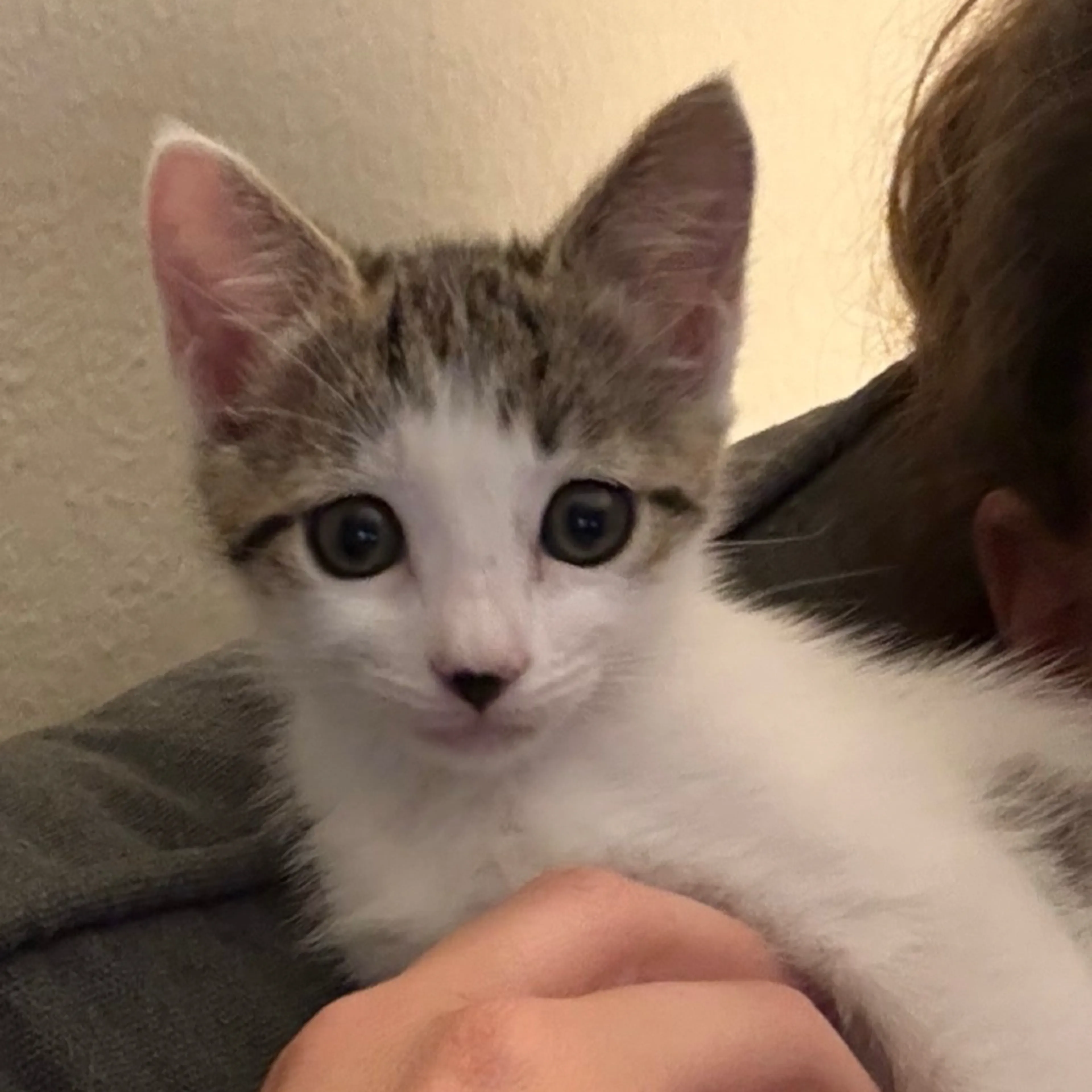 Found pet-1