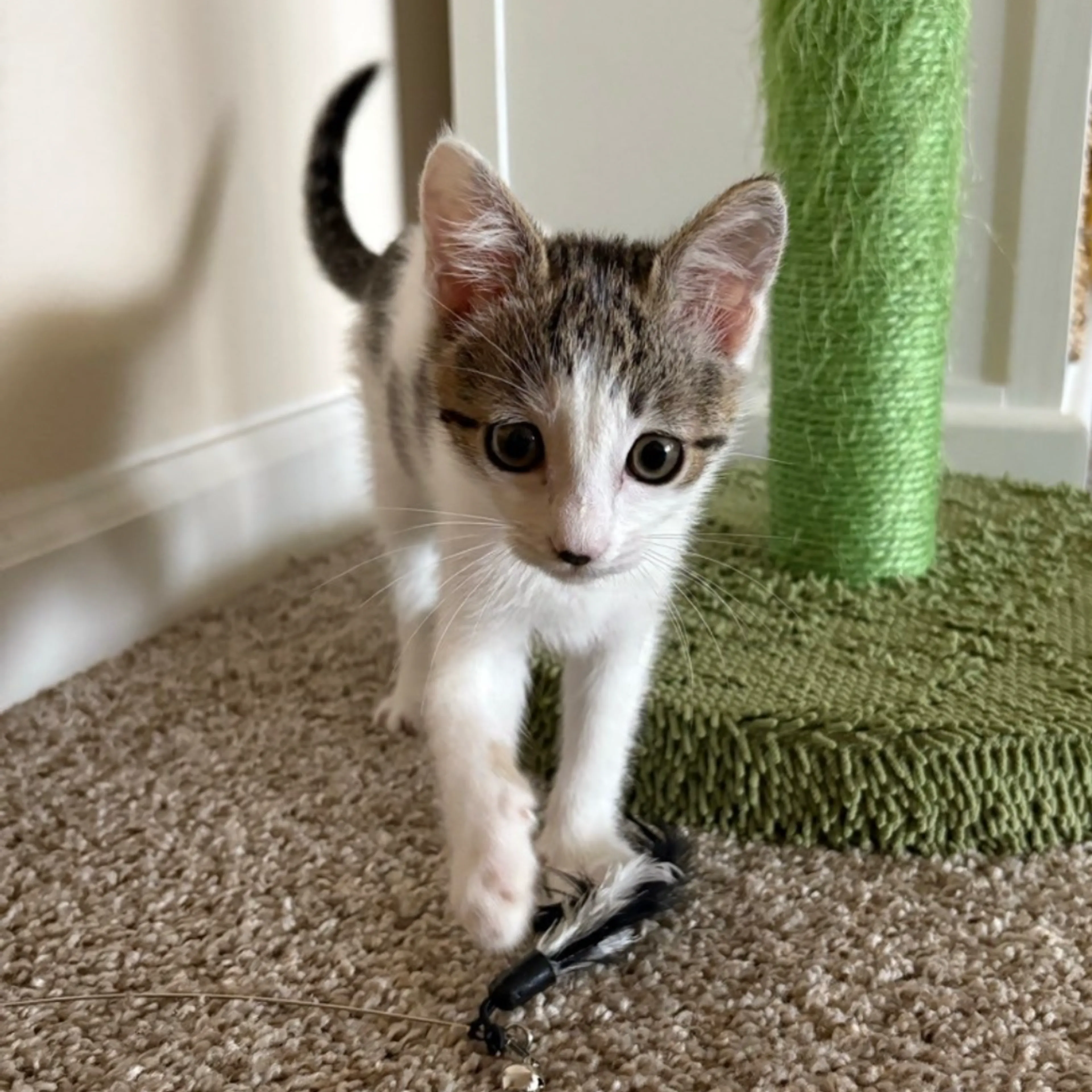 Found pet-0