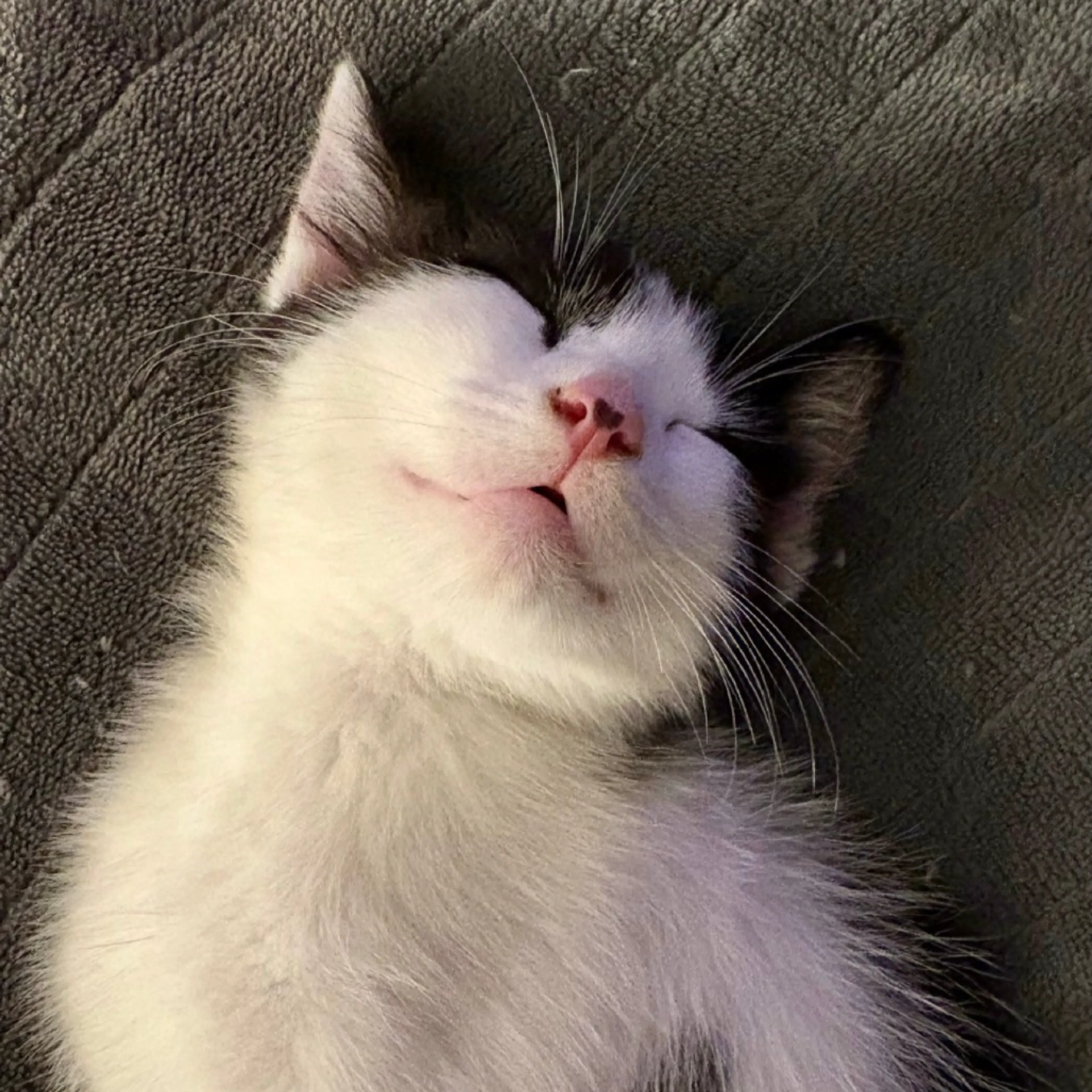 Found pet-1
