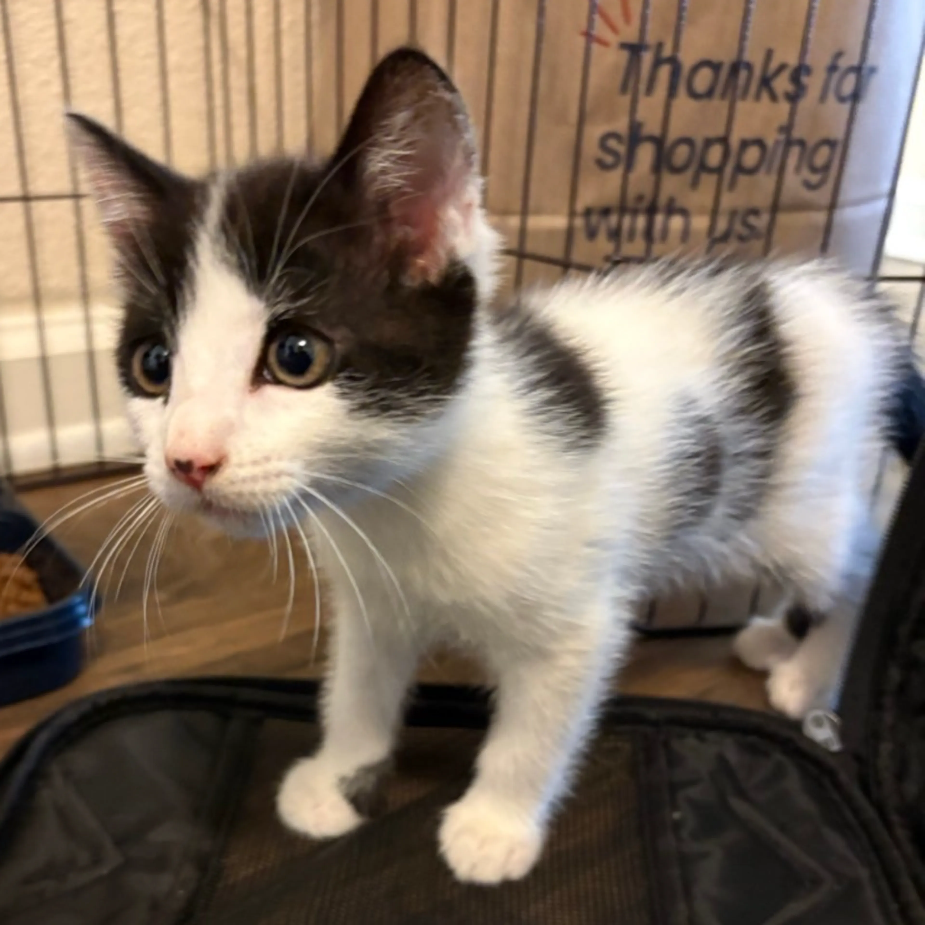 Found pet