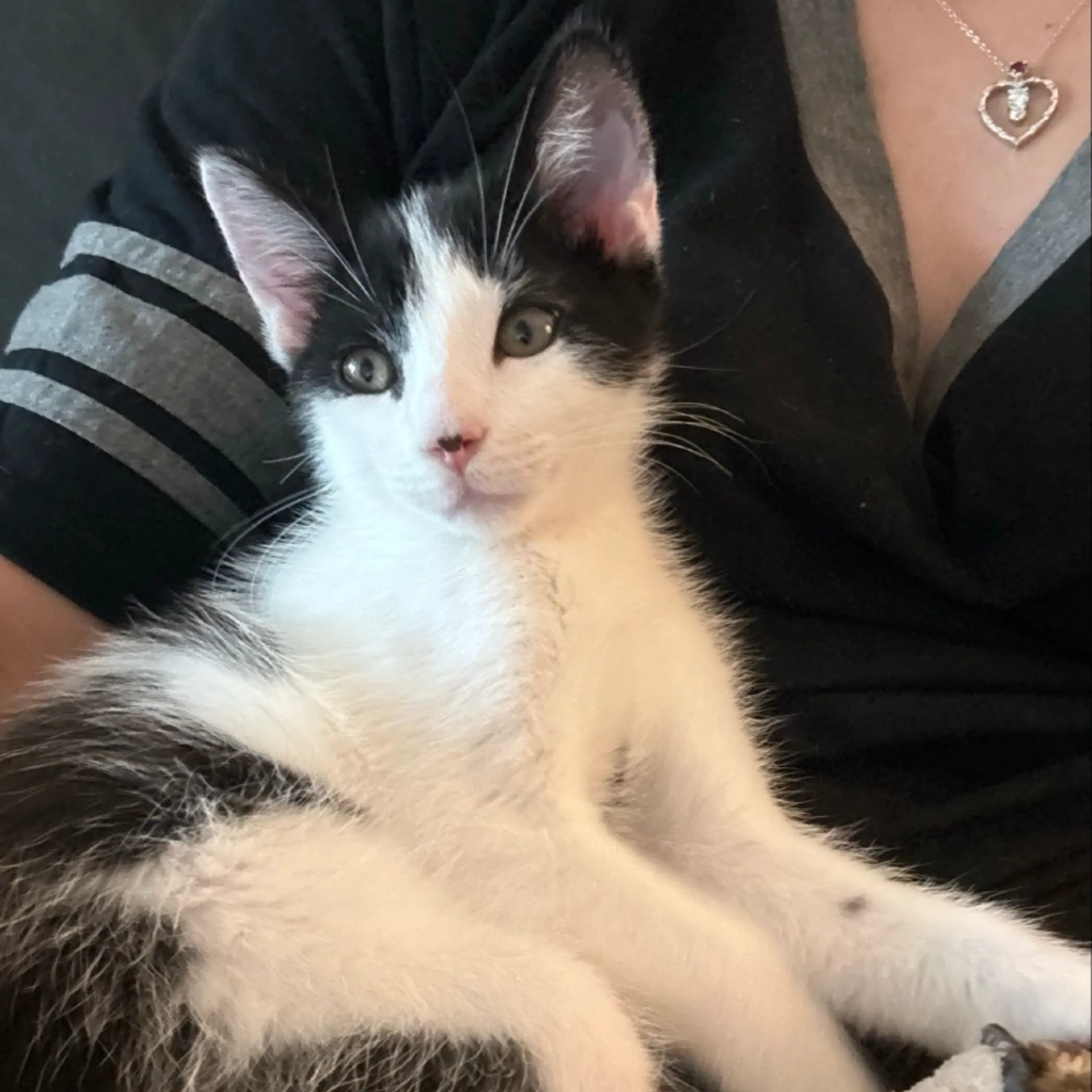 Found pet-0