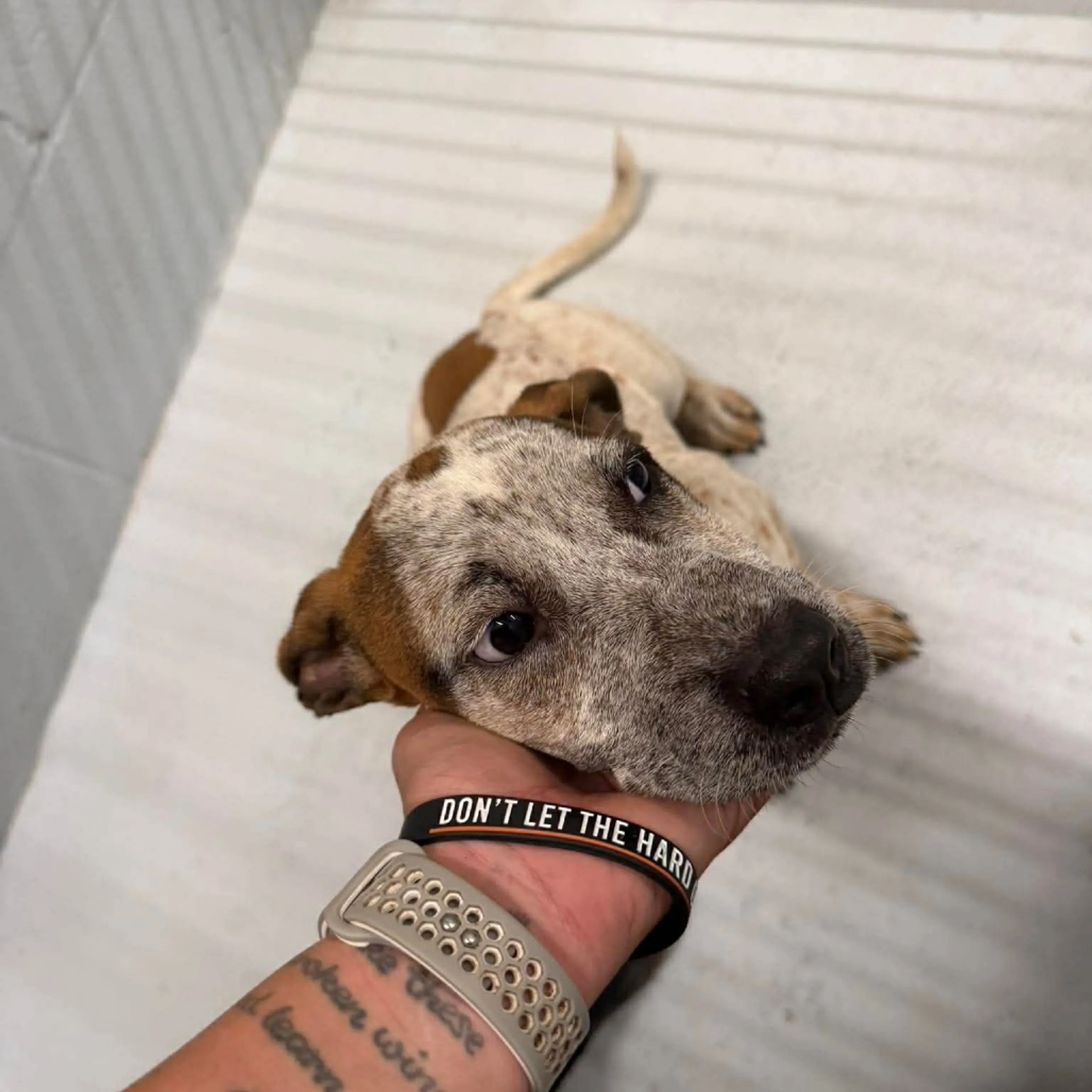 Found pet-1