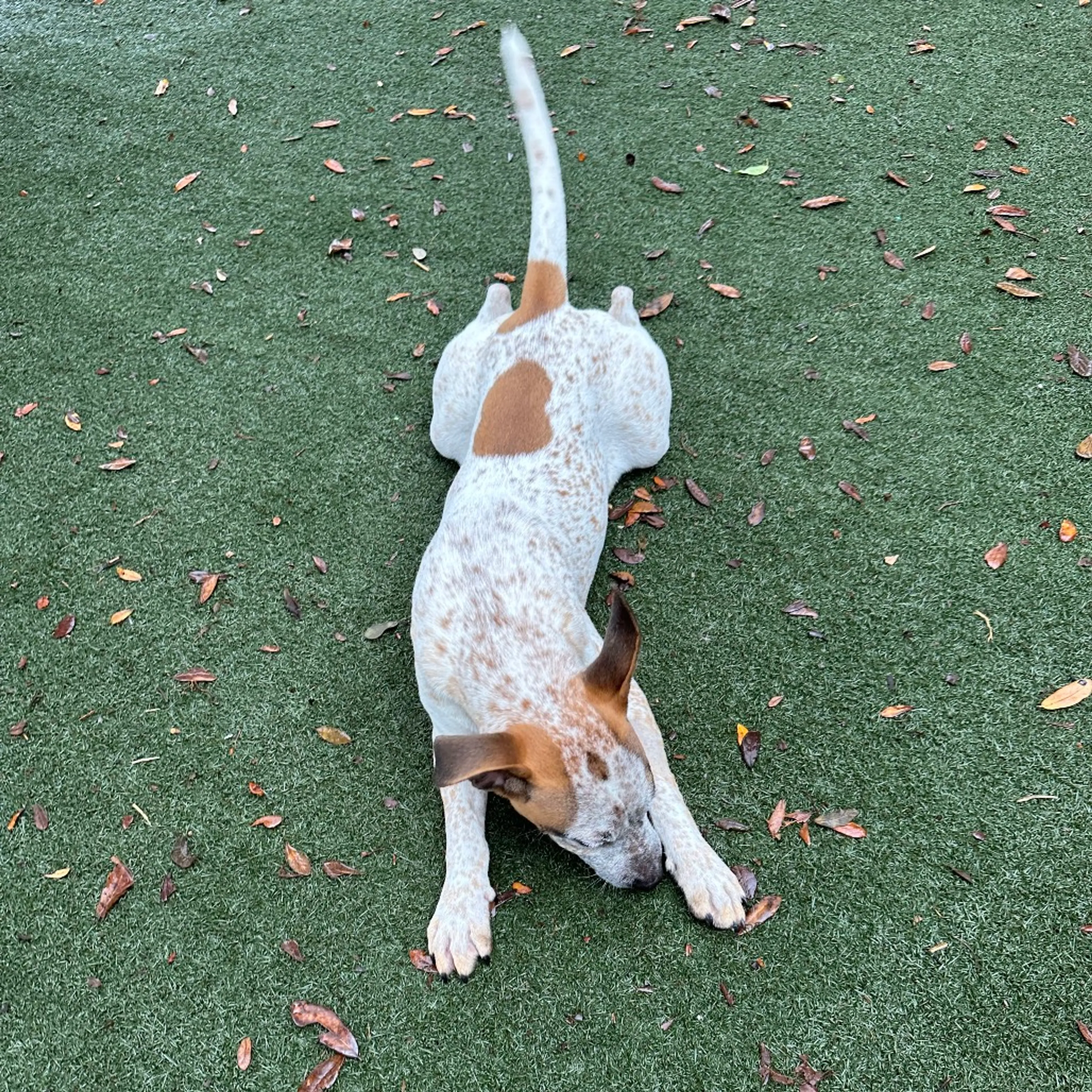 Found pet-2