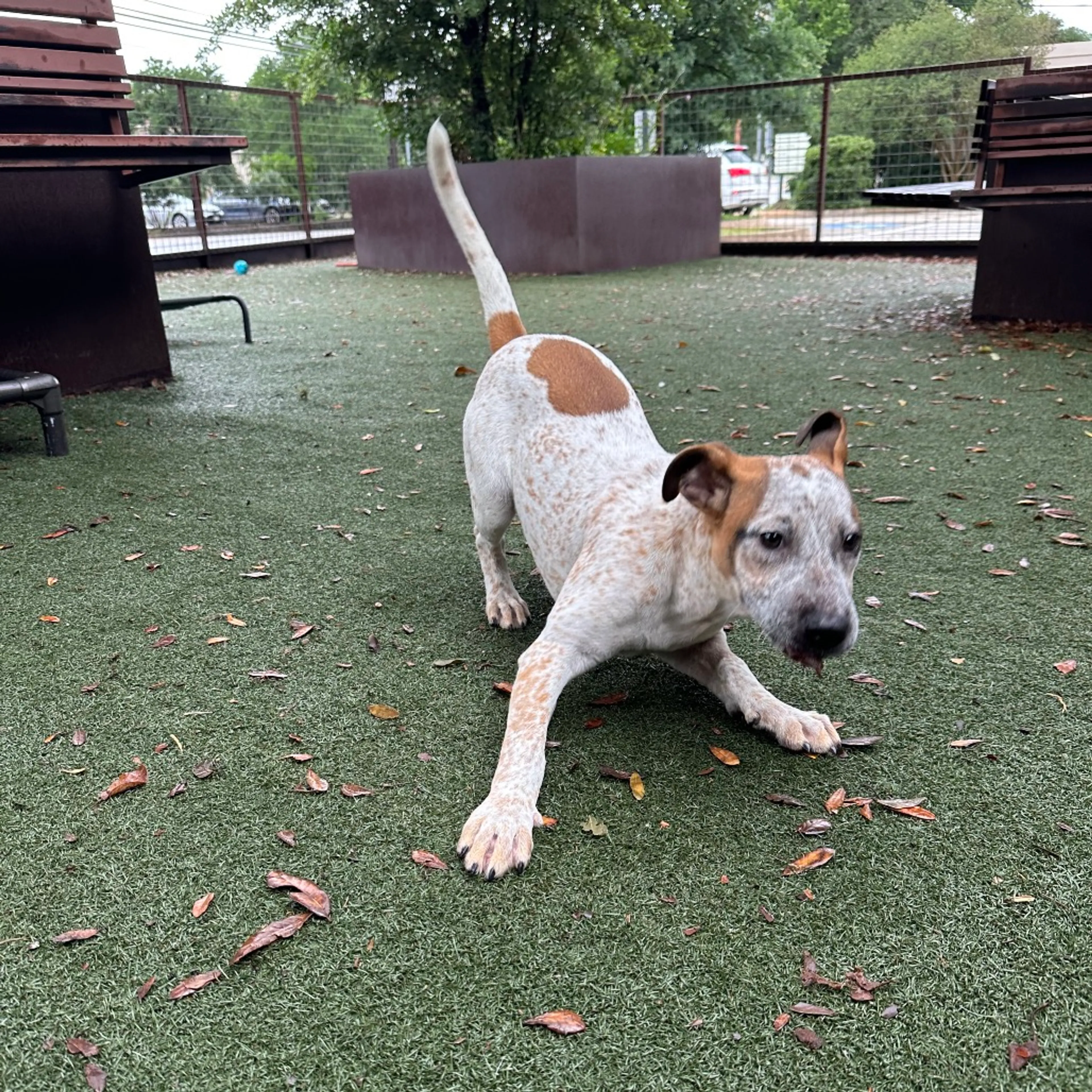 Found pet-3