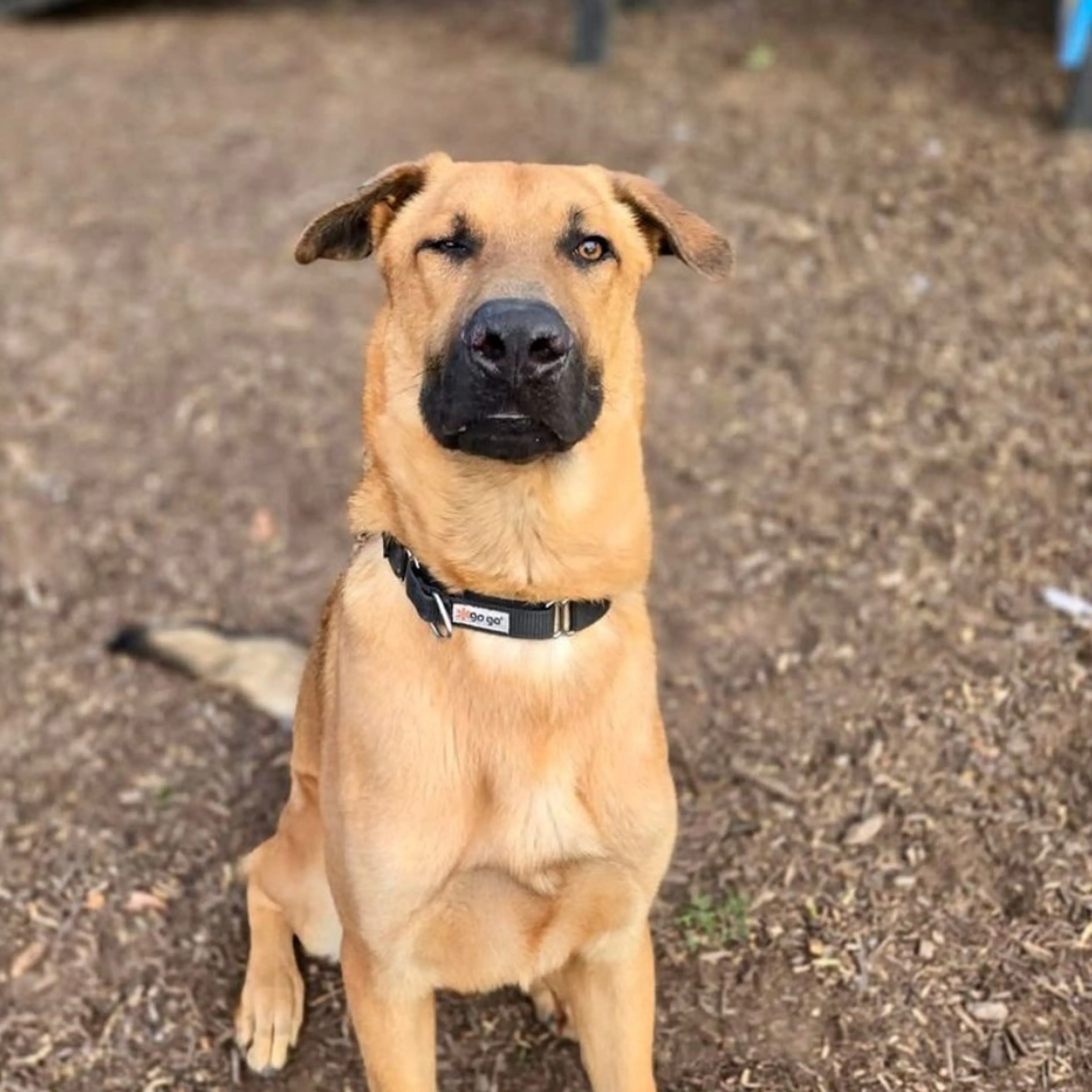 Found pet-2