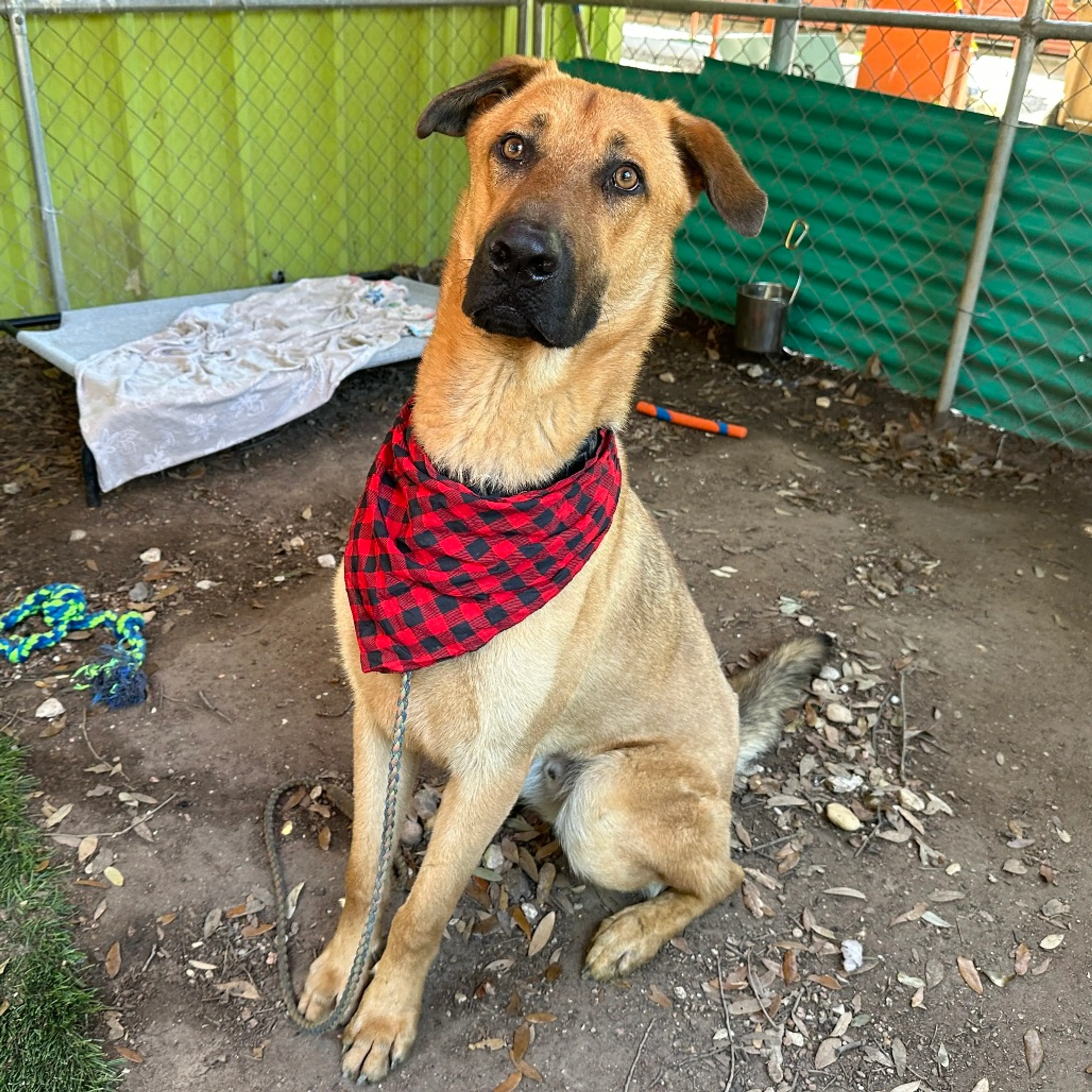 Found pet-6