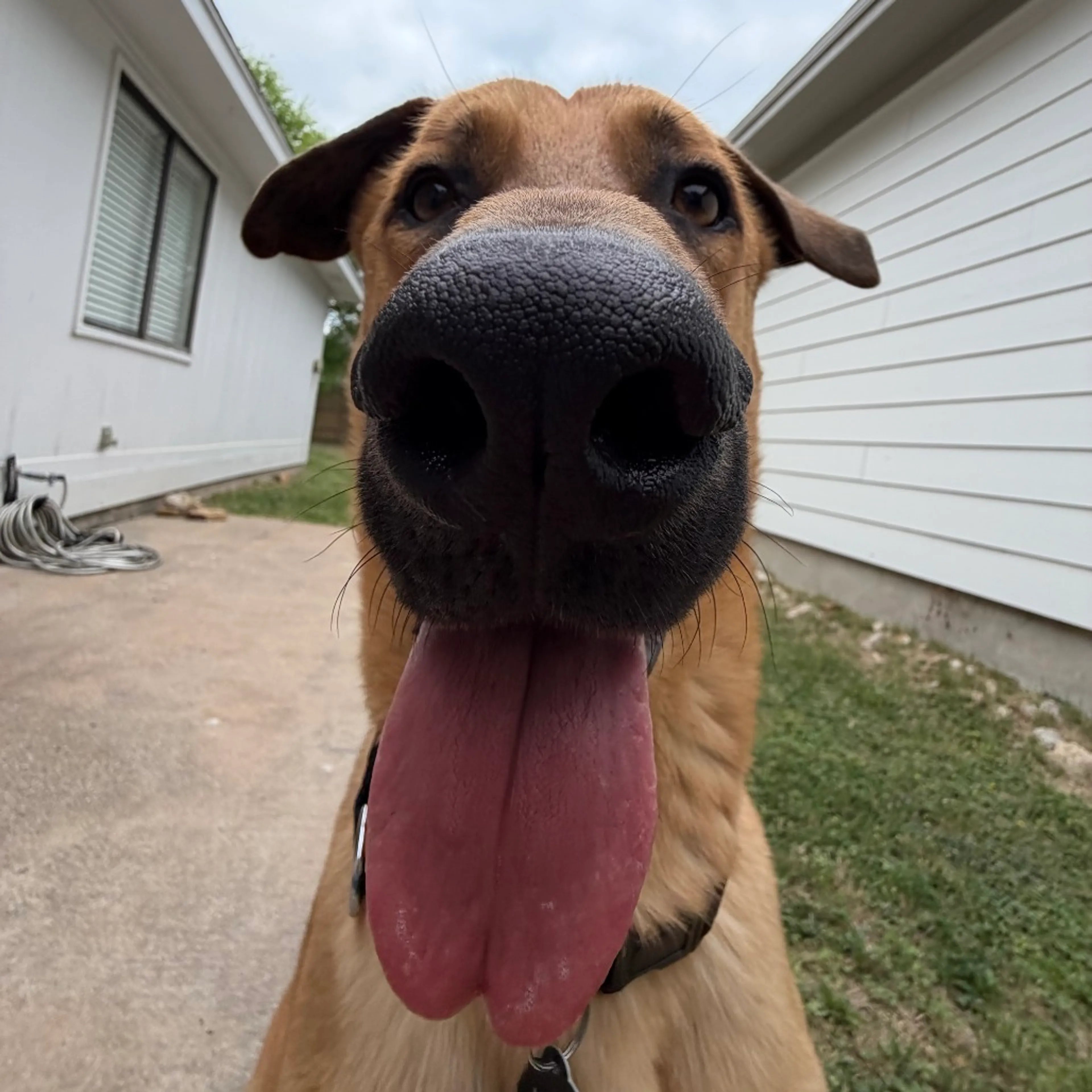 Found pet-1