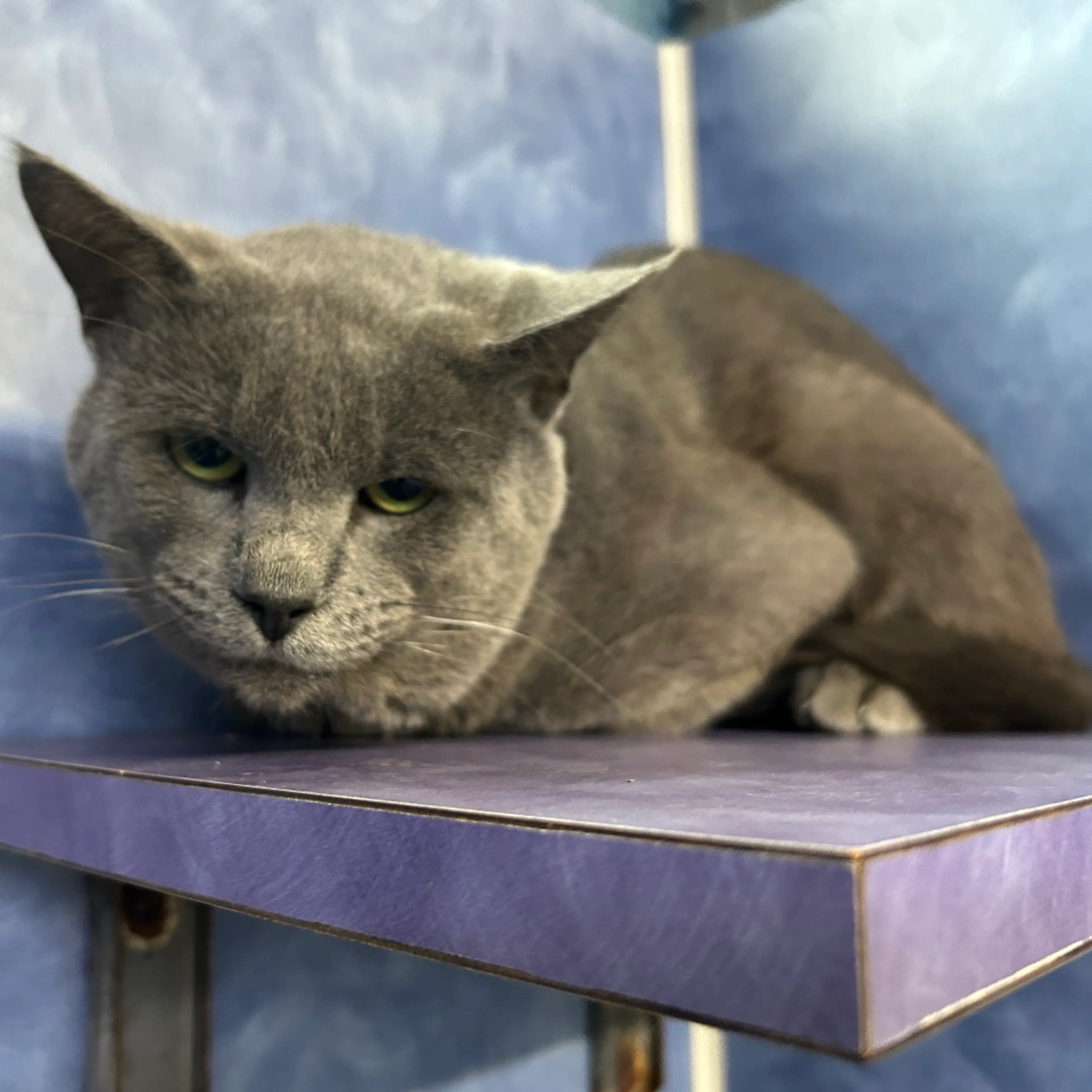 Found pet-2