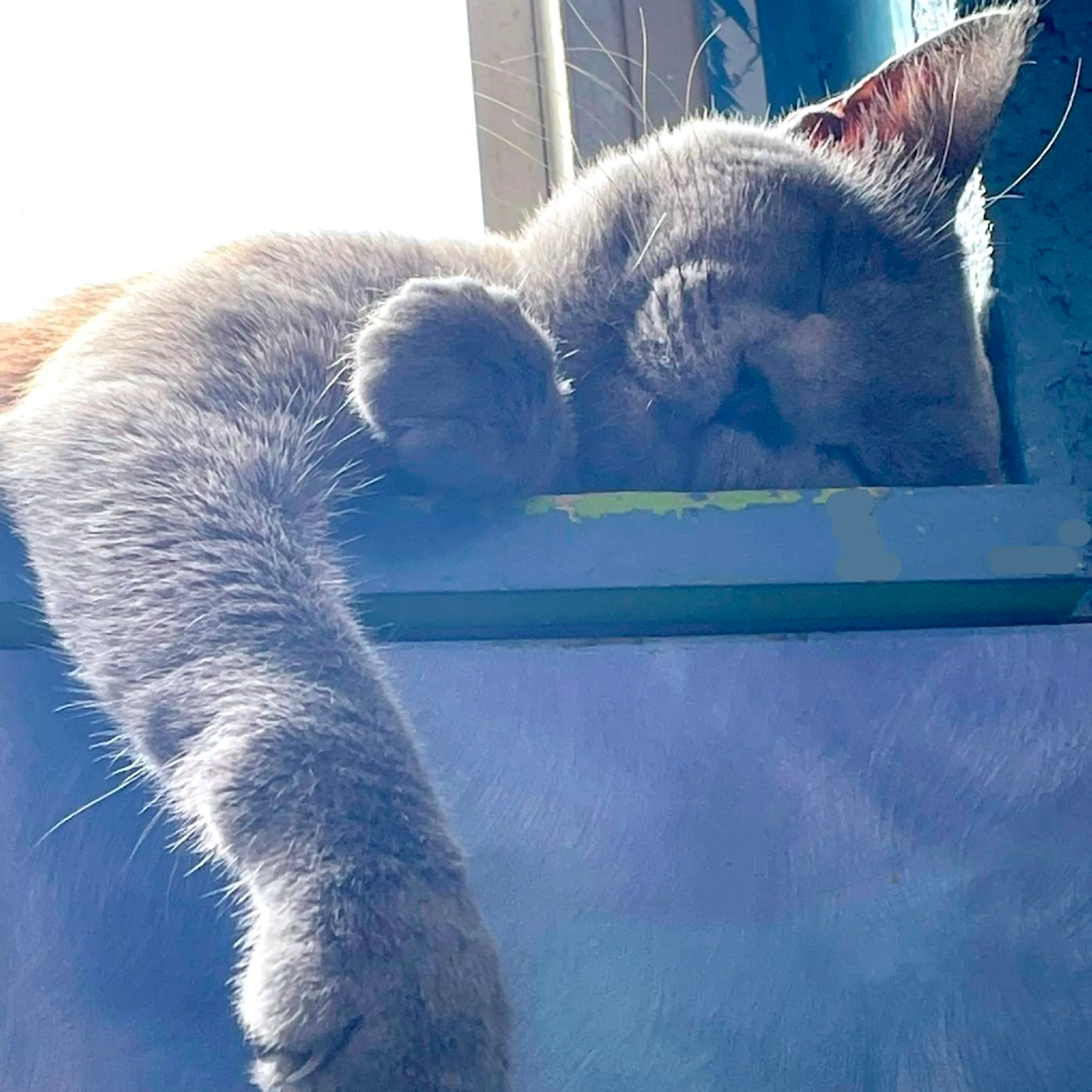 Found pet-3
