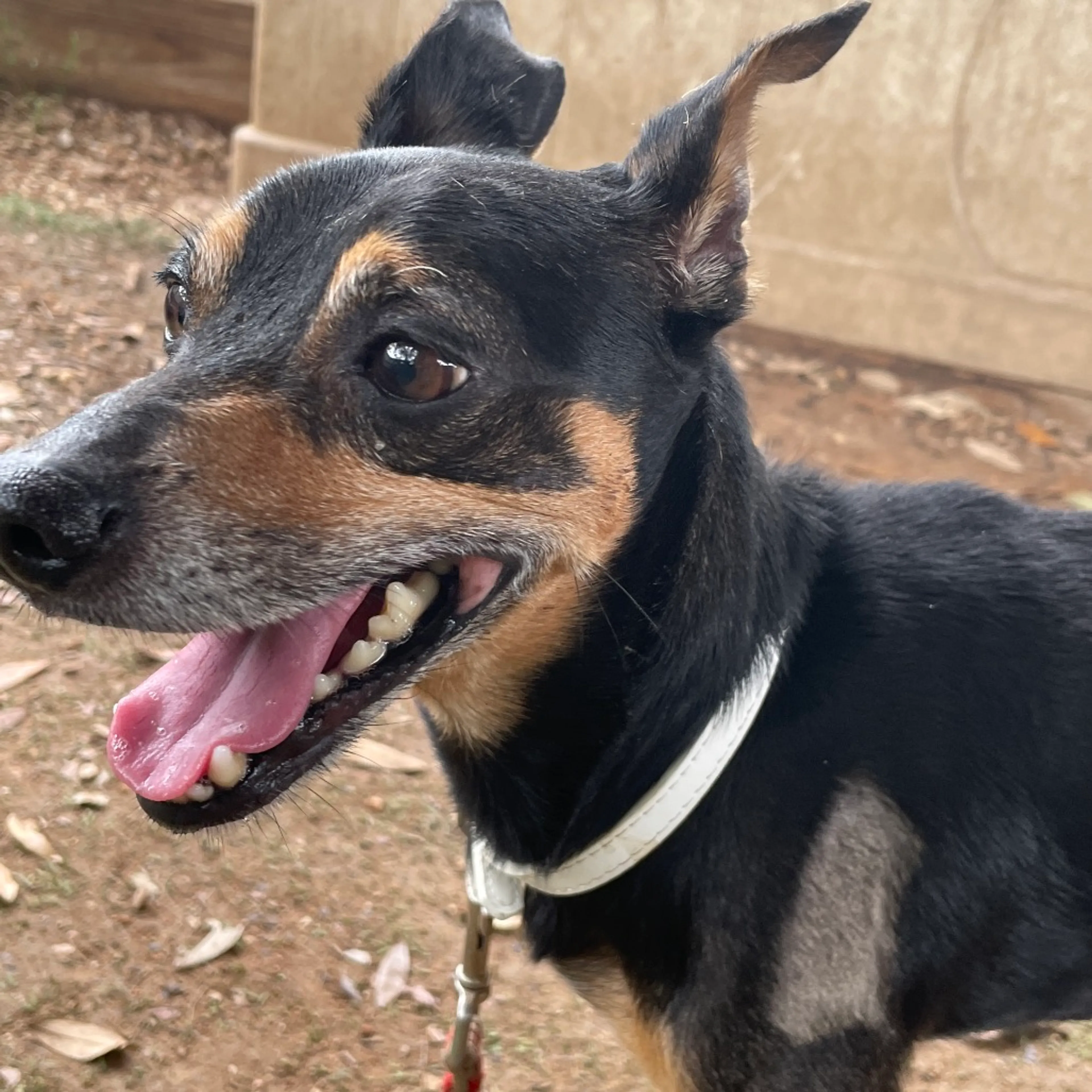 Found pet-2