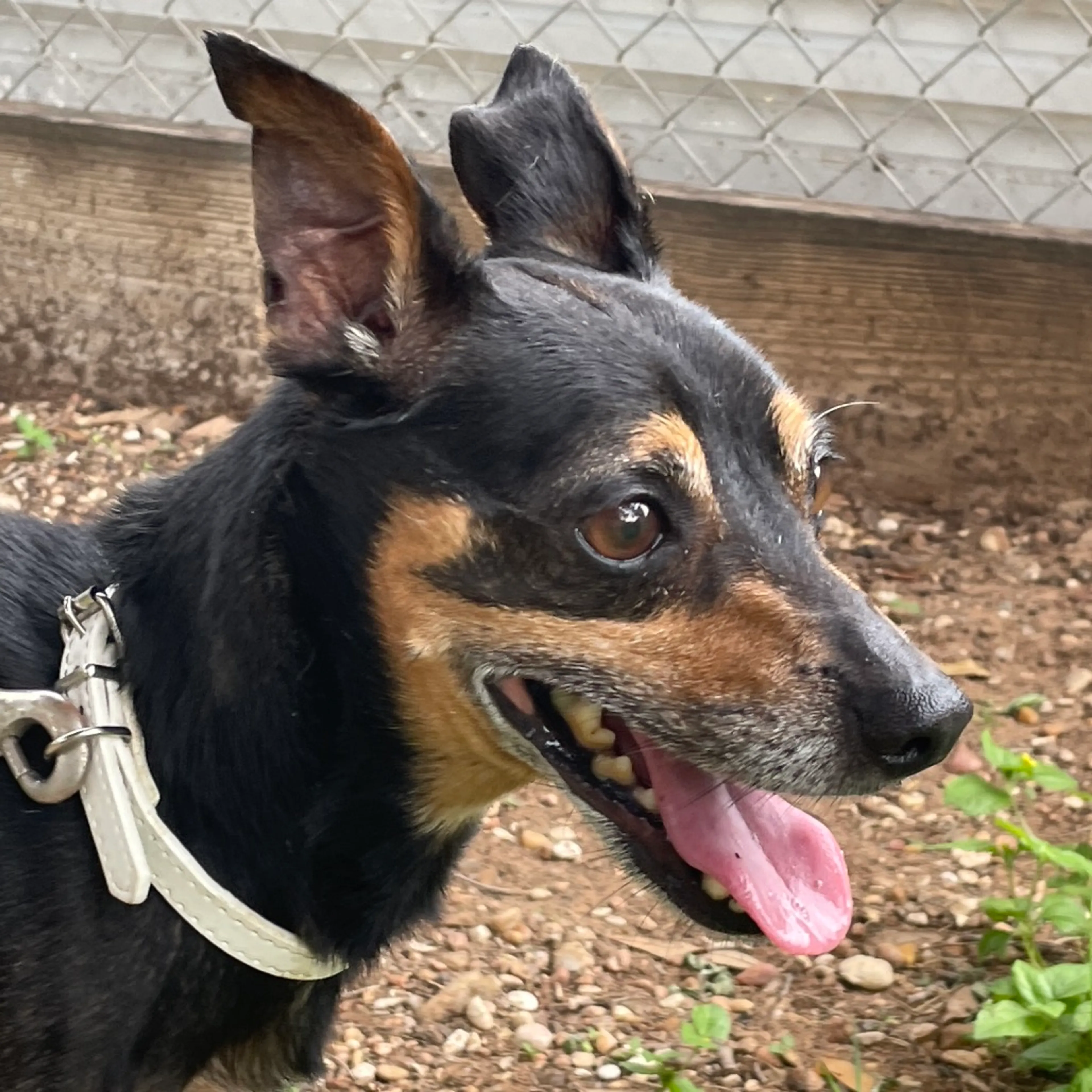 Found pet-3
