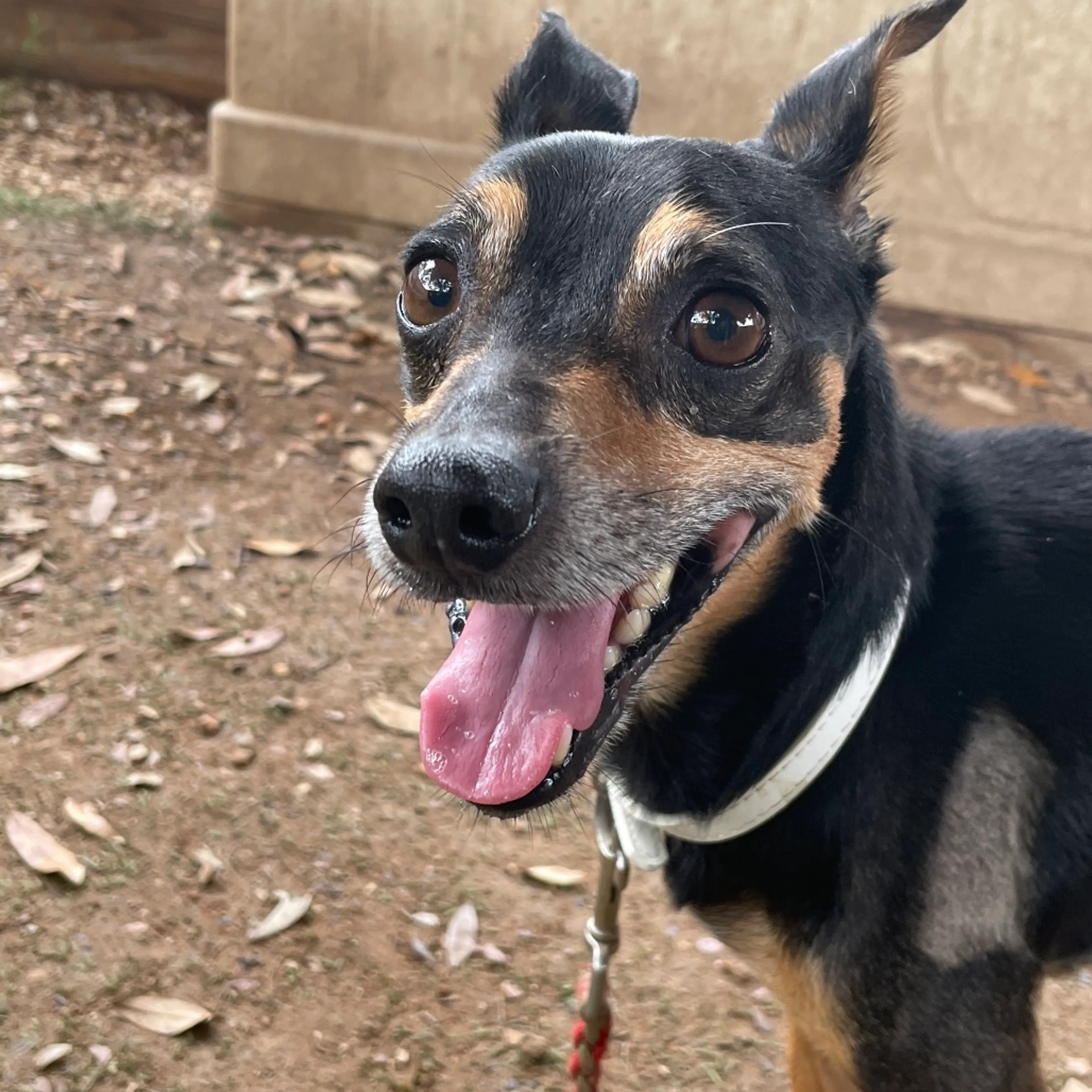 Found pet-1