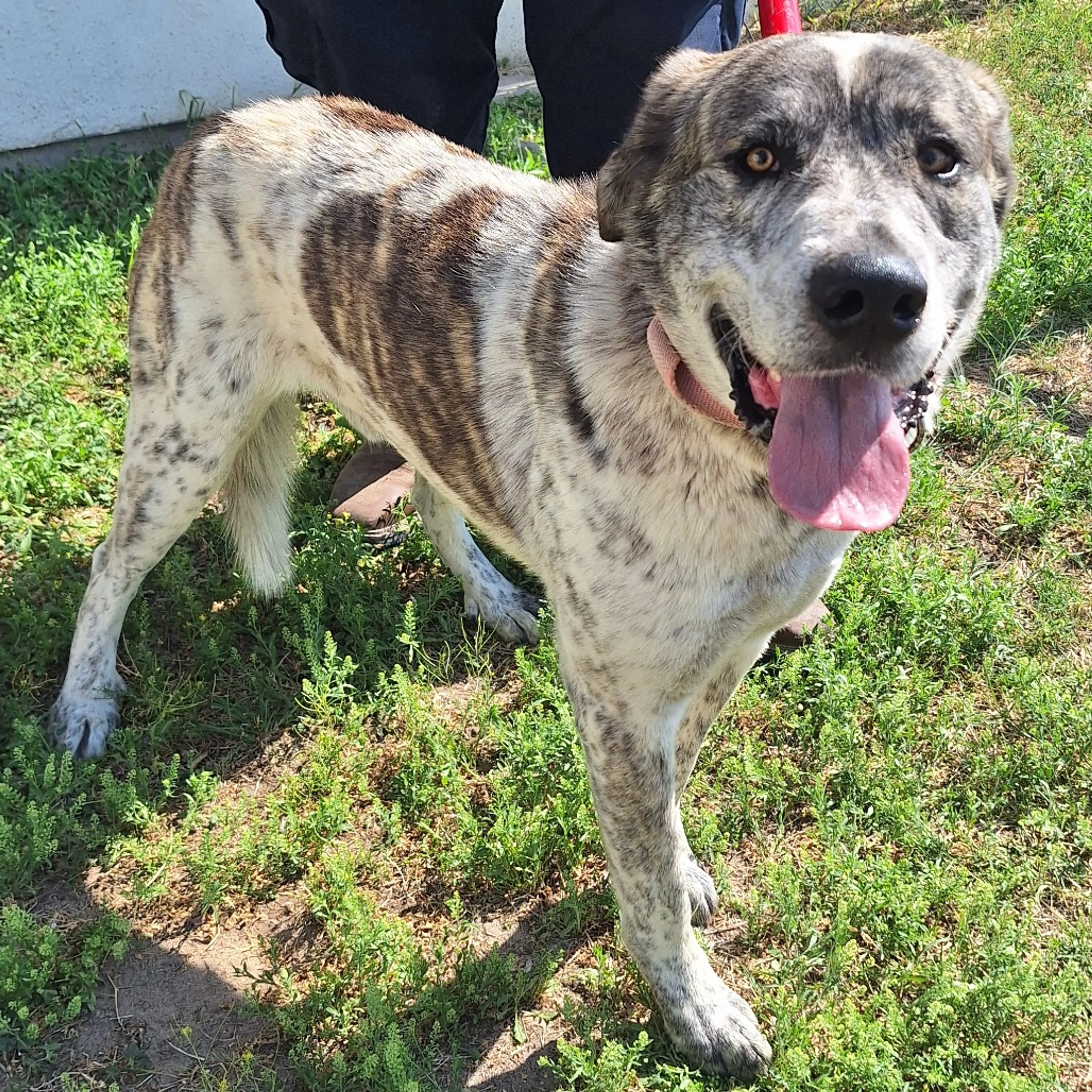 Found pet-3