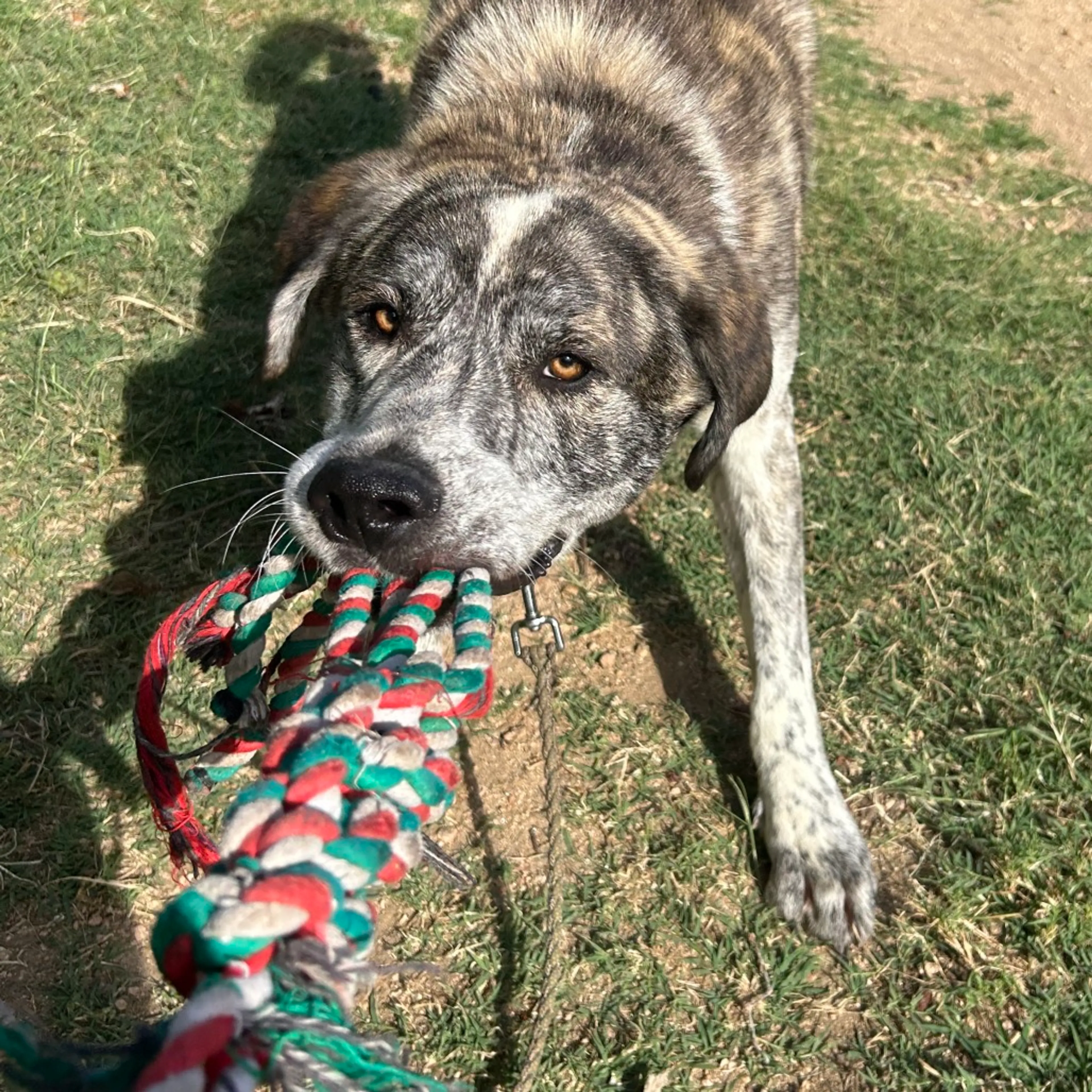 Found pet-8