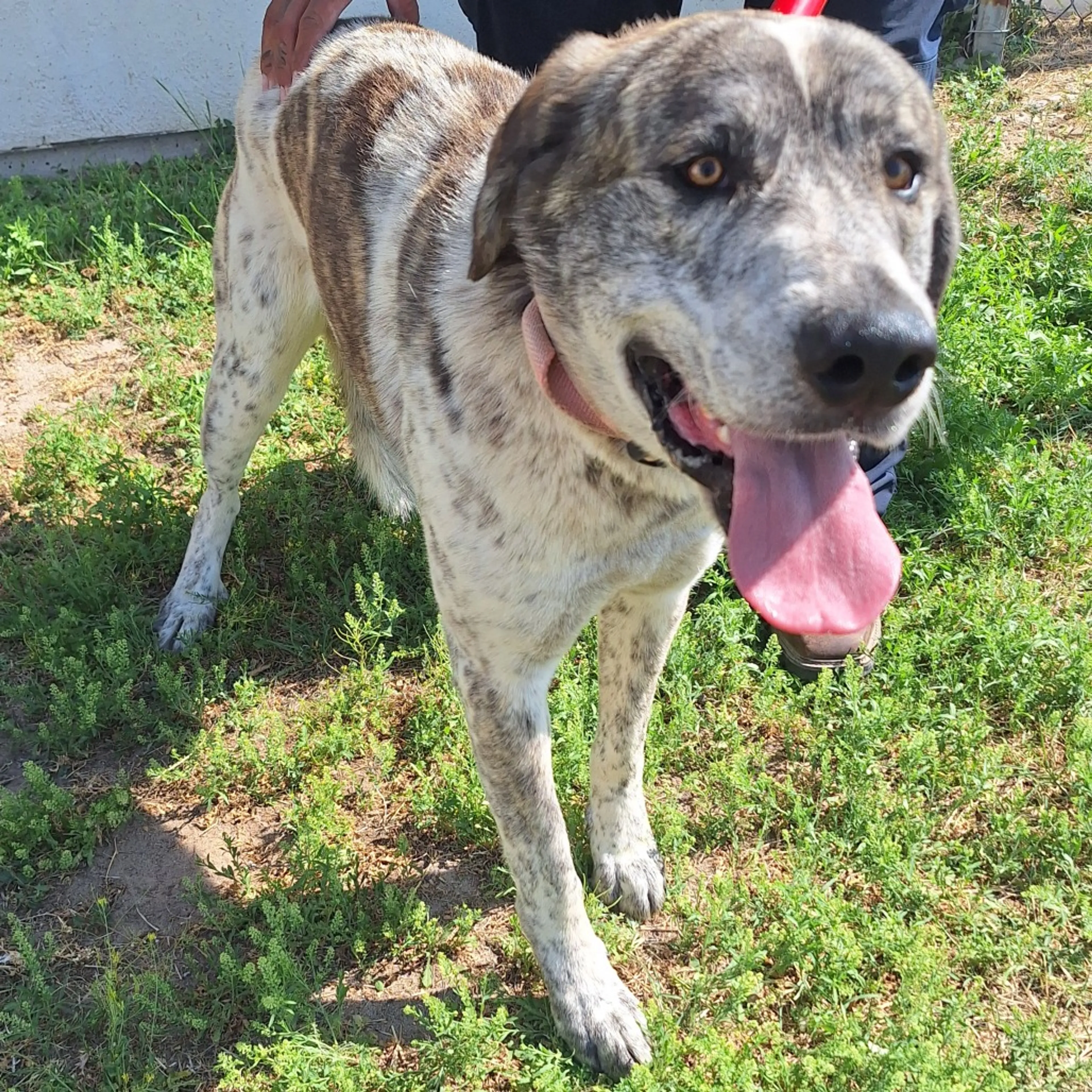Found pet-2