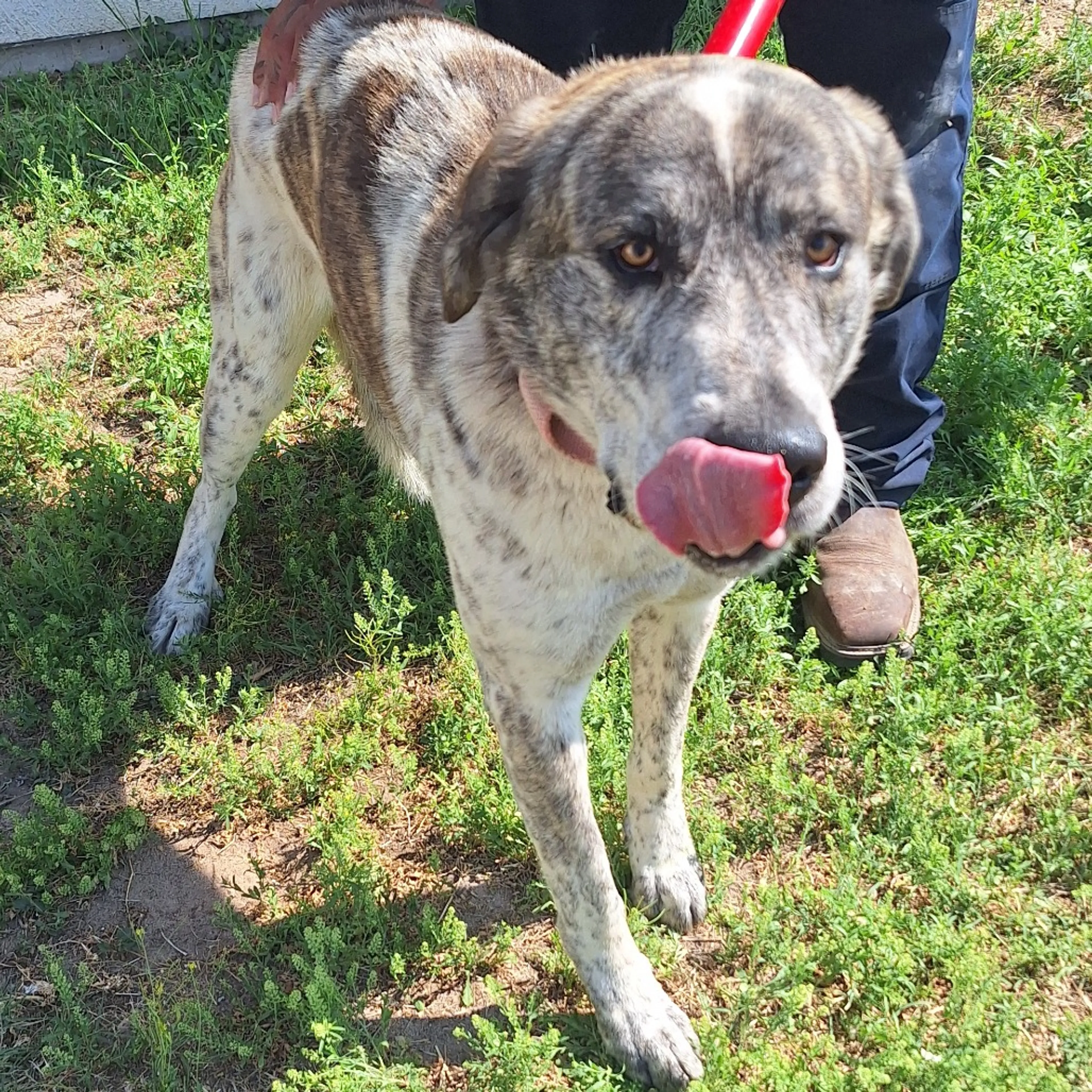 Found pet-1
