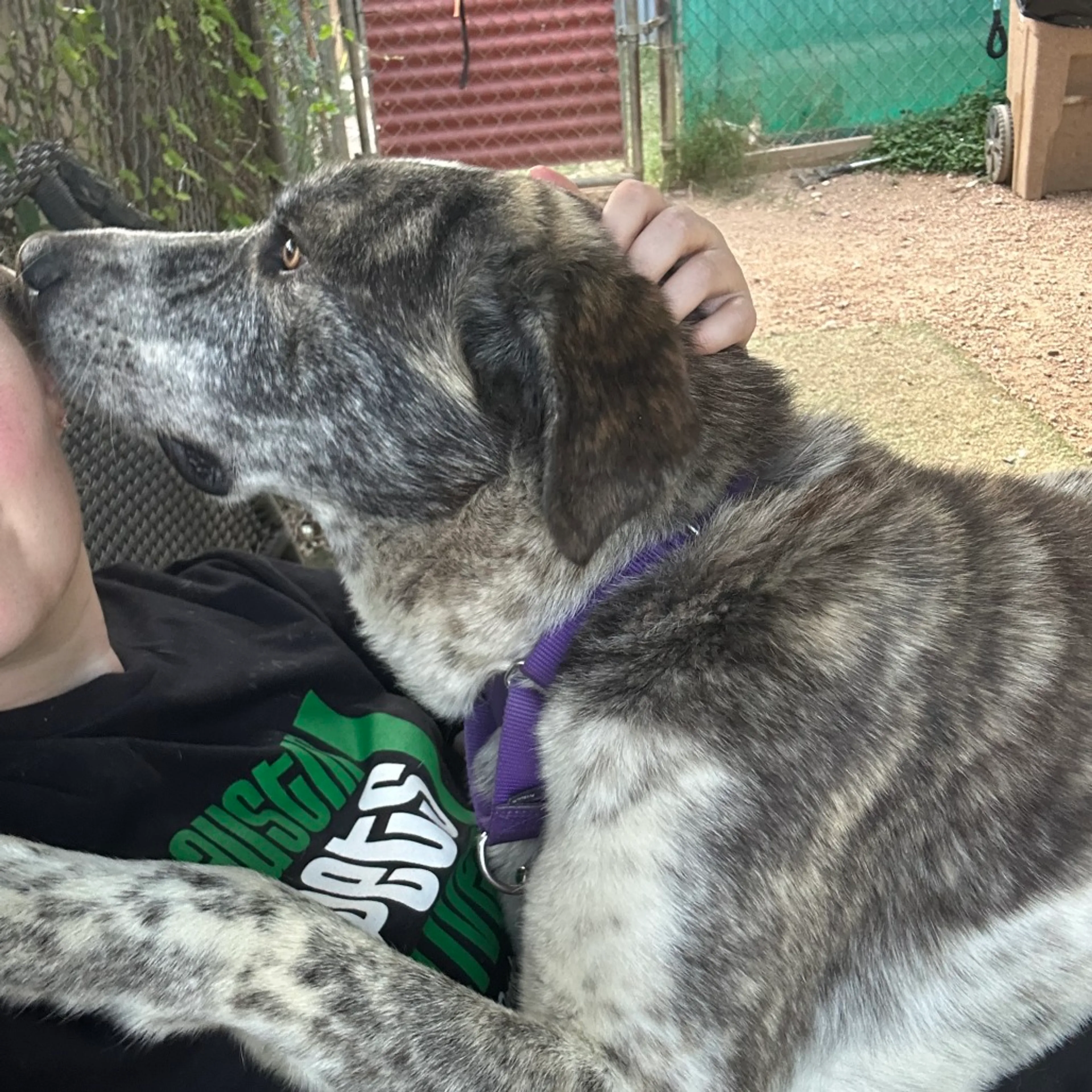 Found pet-5