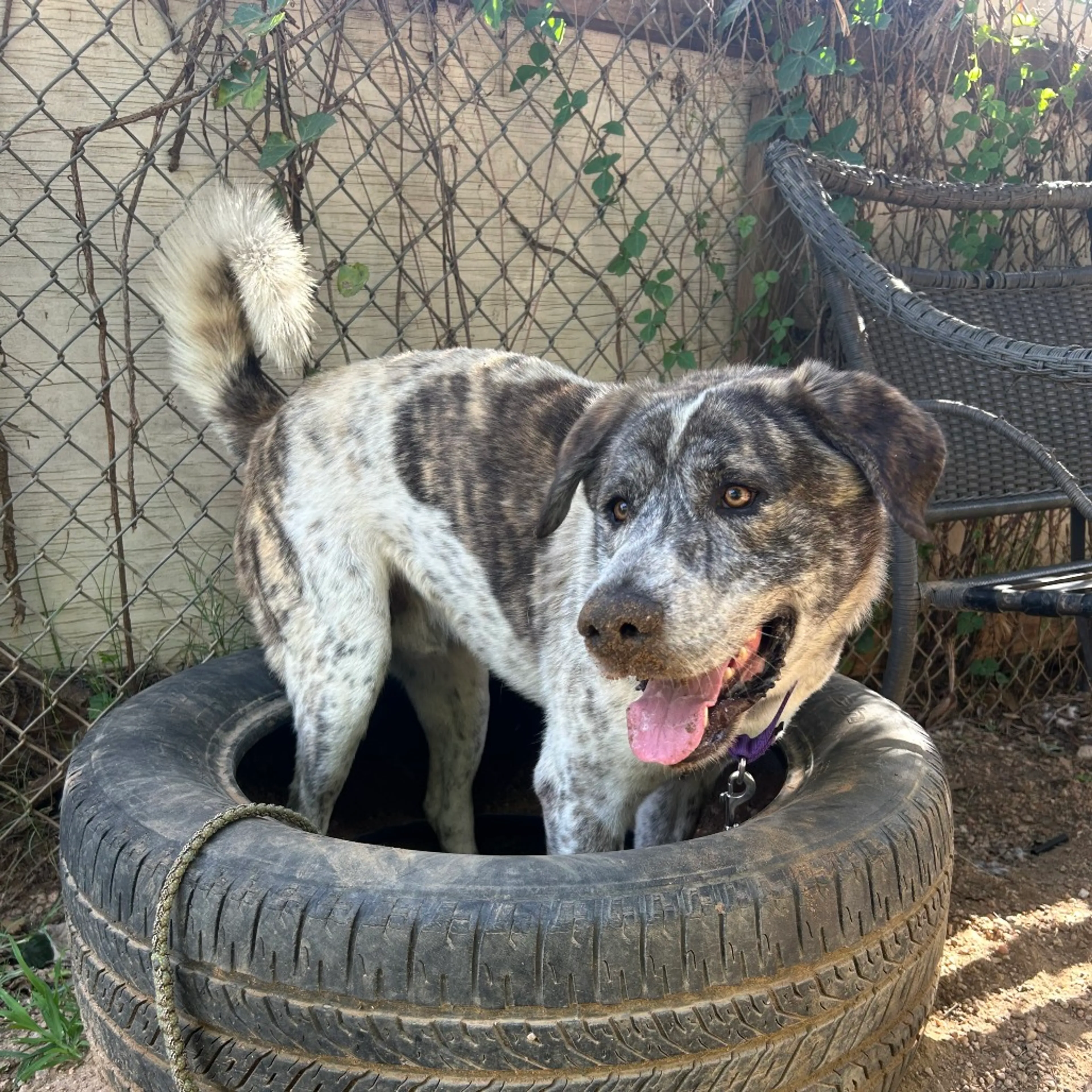 Found pet-9