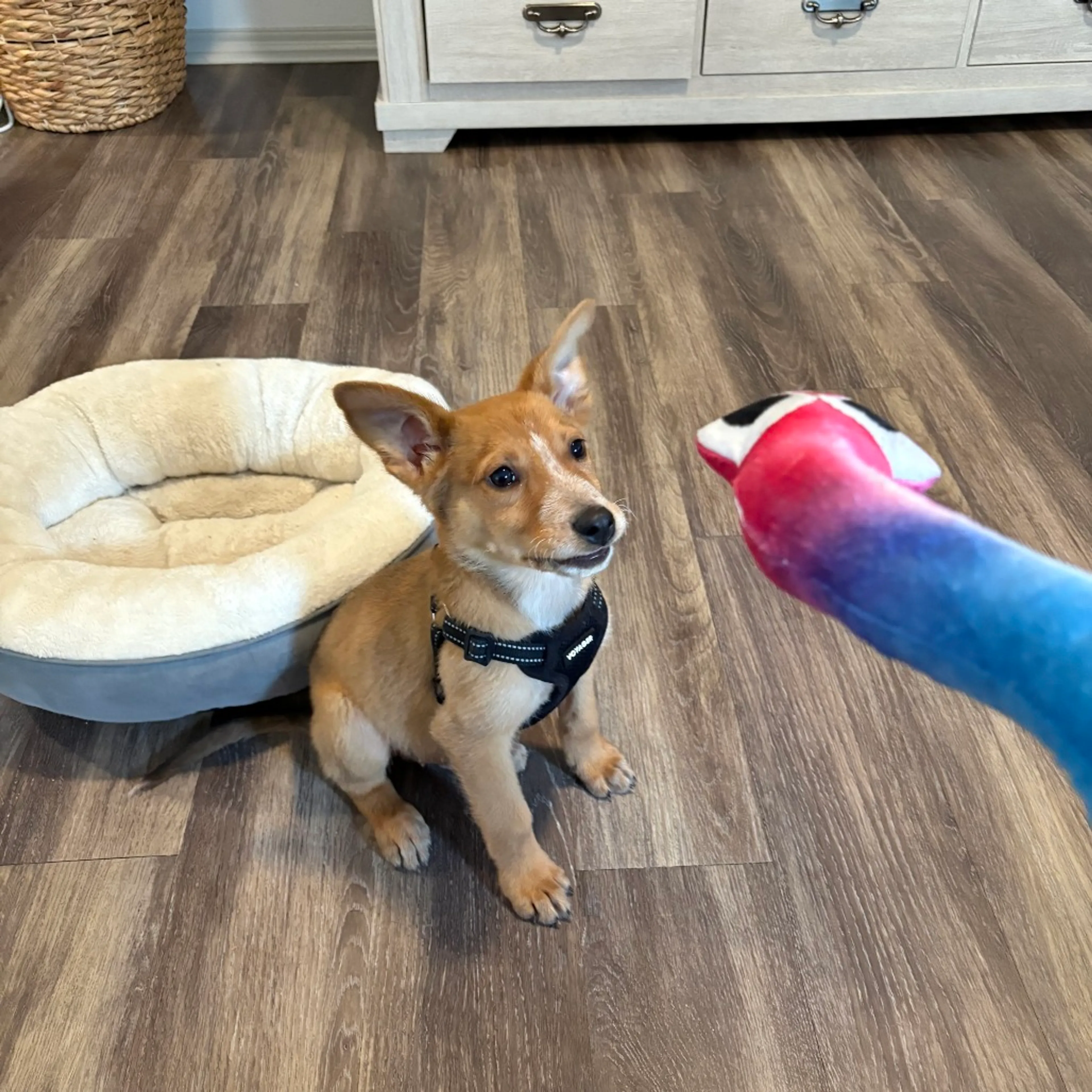 Found pet-3