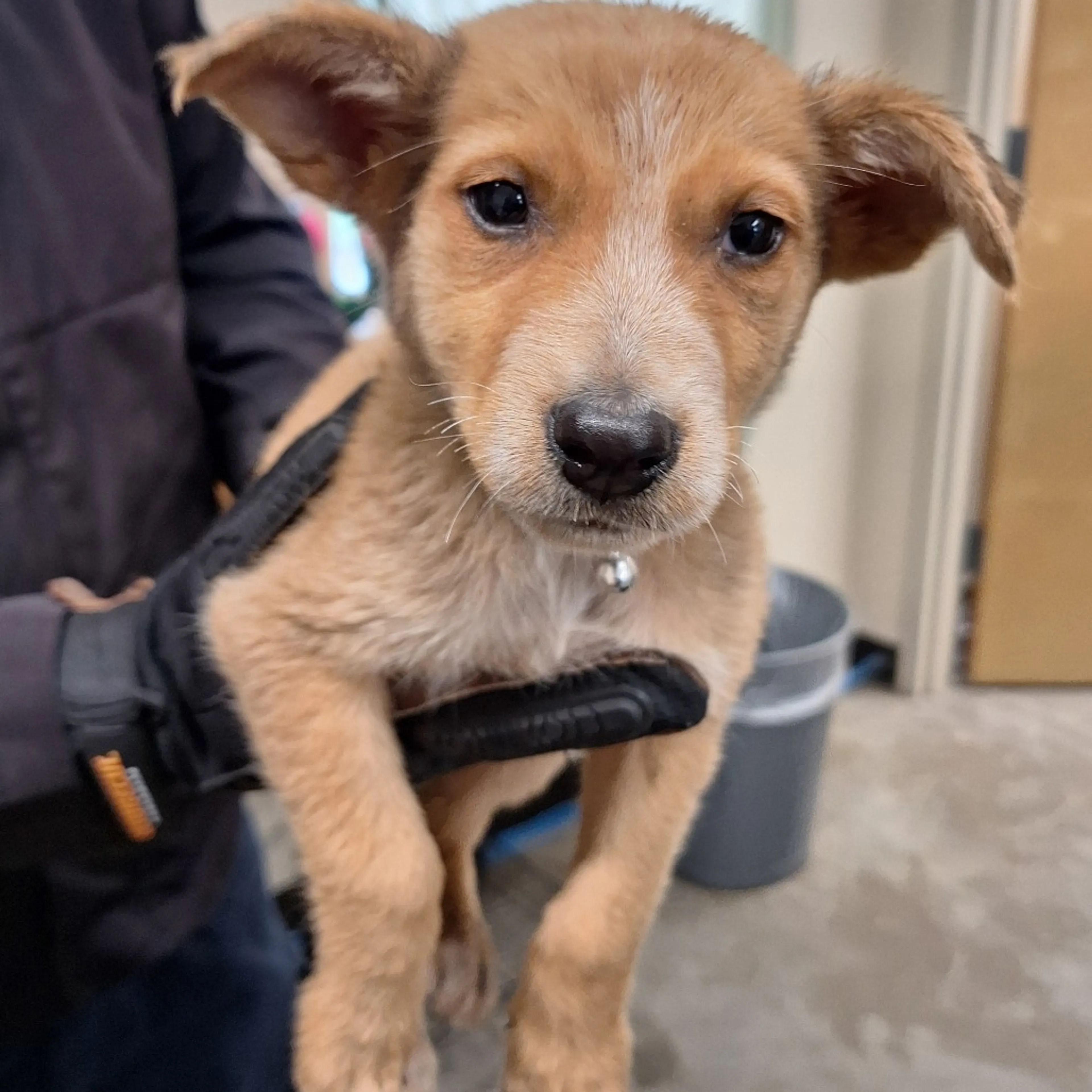 Found pet-2