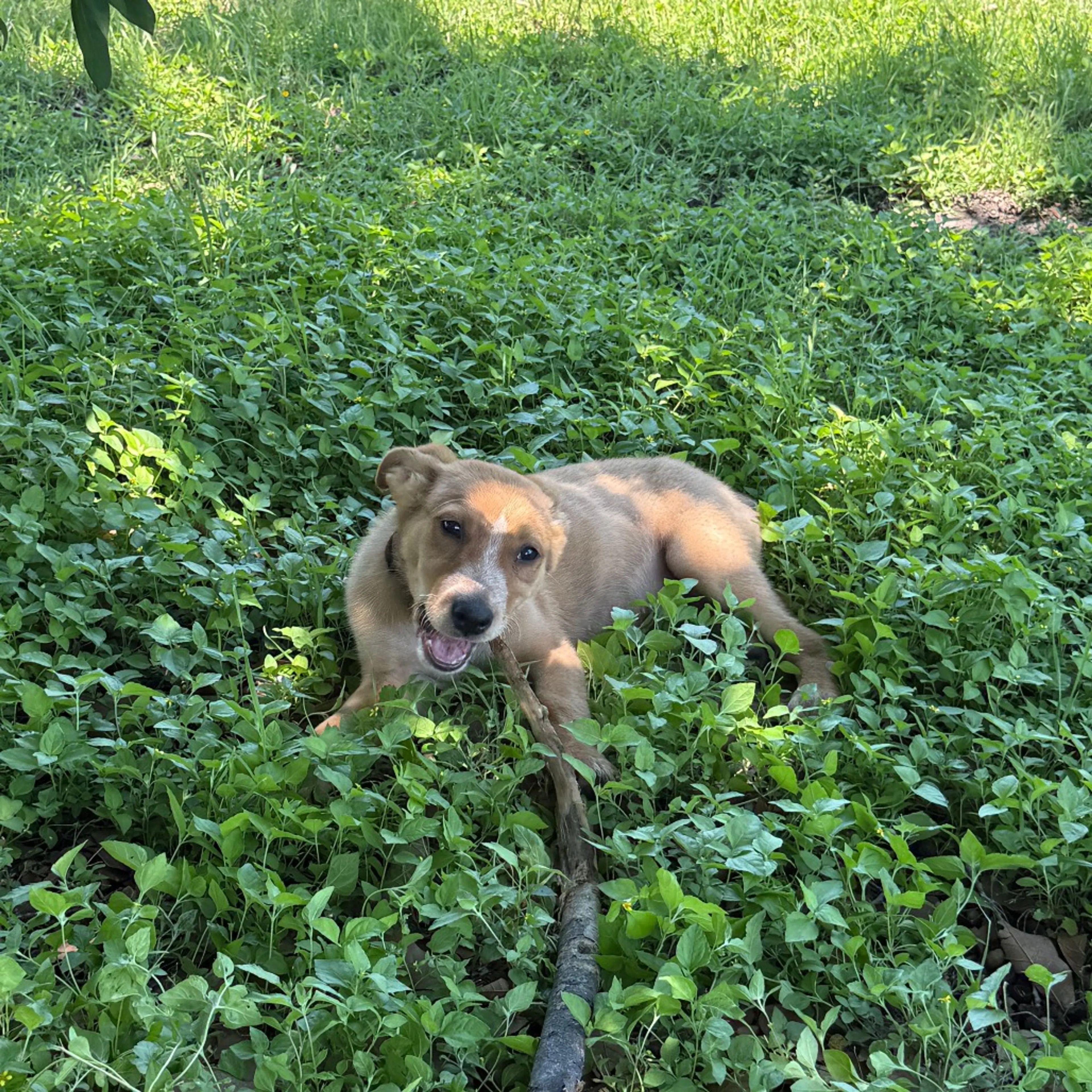 Found pet-0