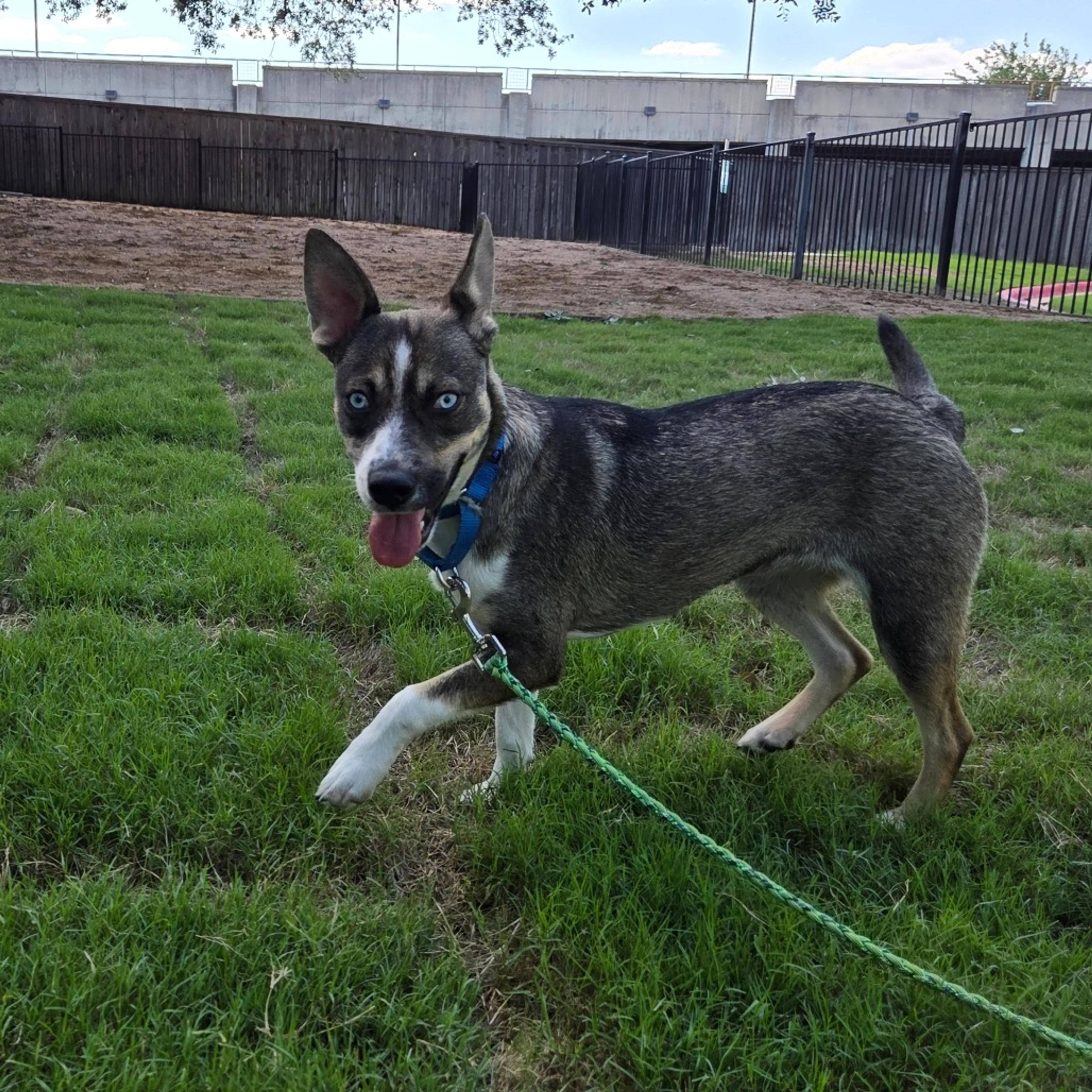 Found pet-3