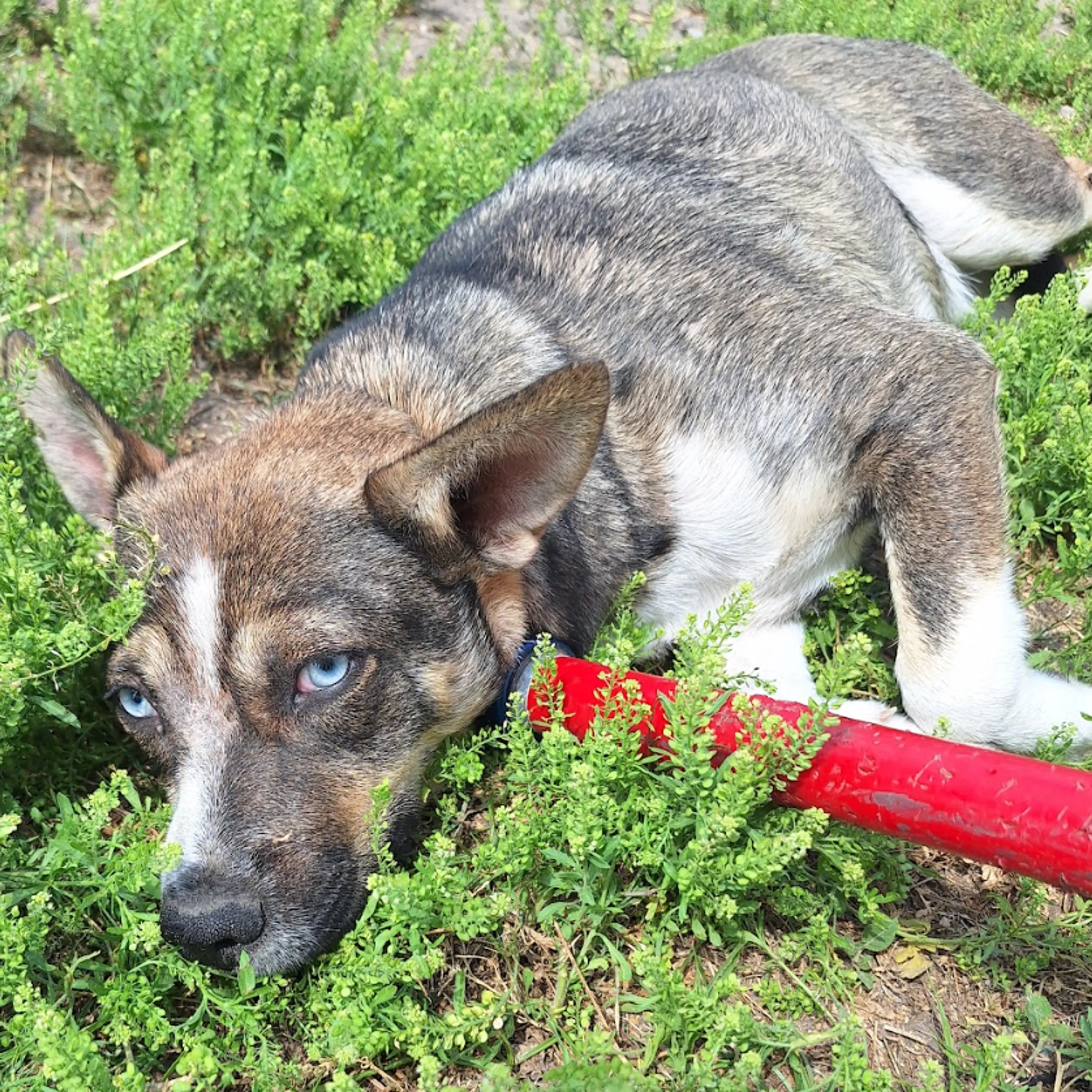 Found pet-1