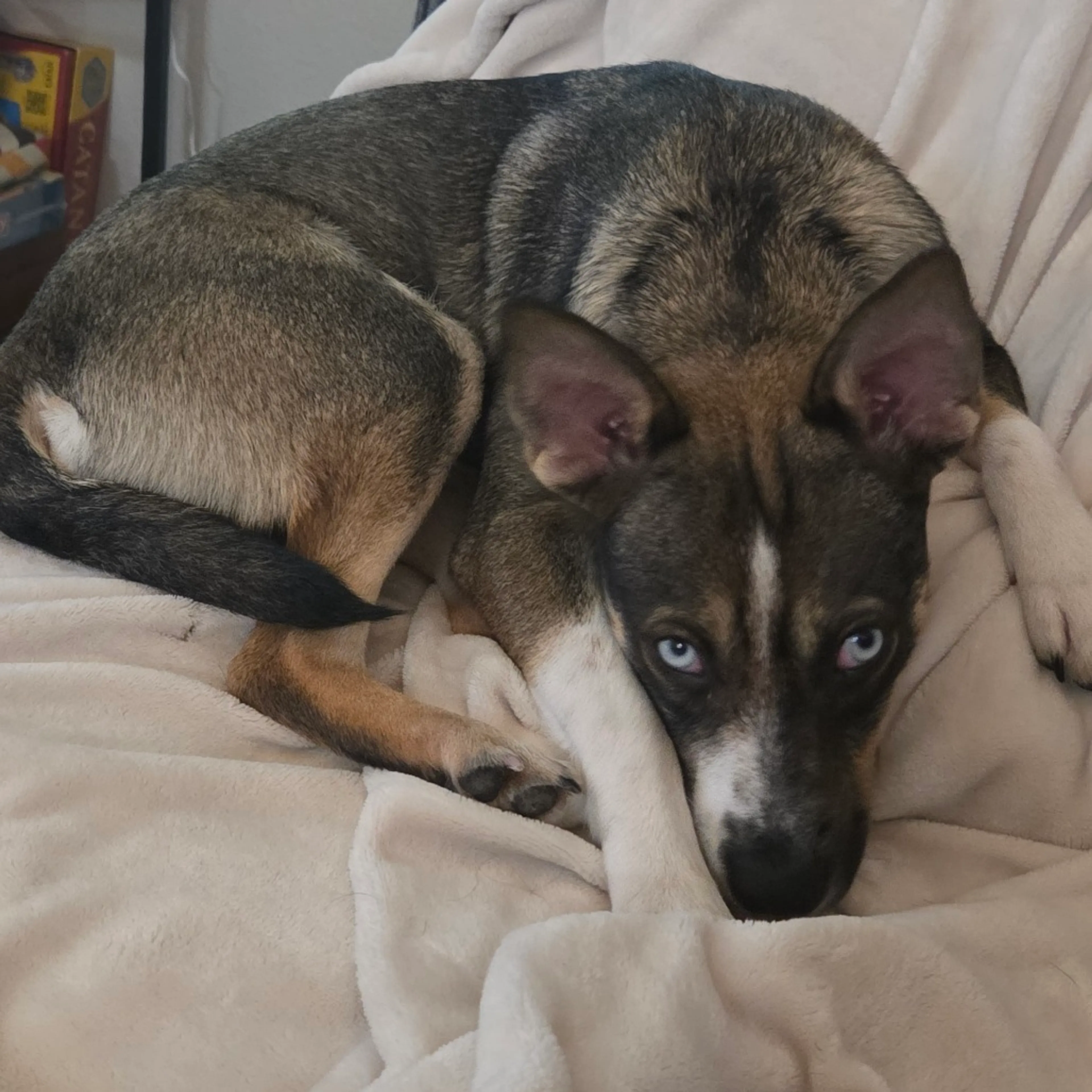 Found pet-5