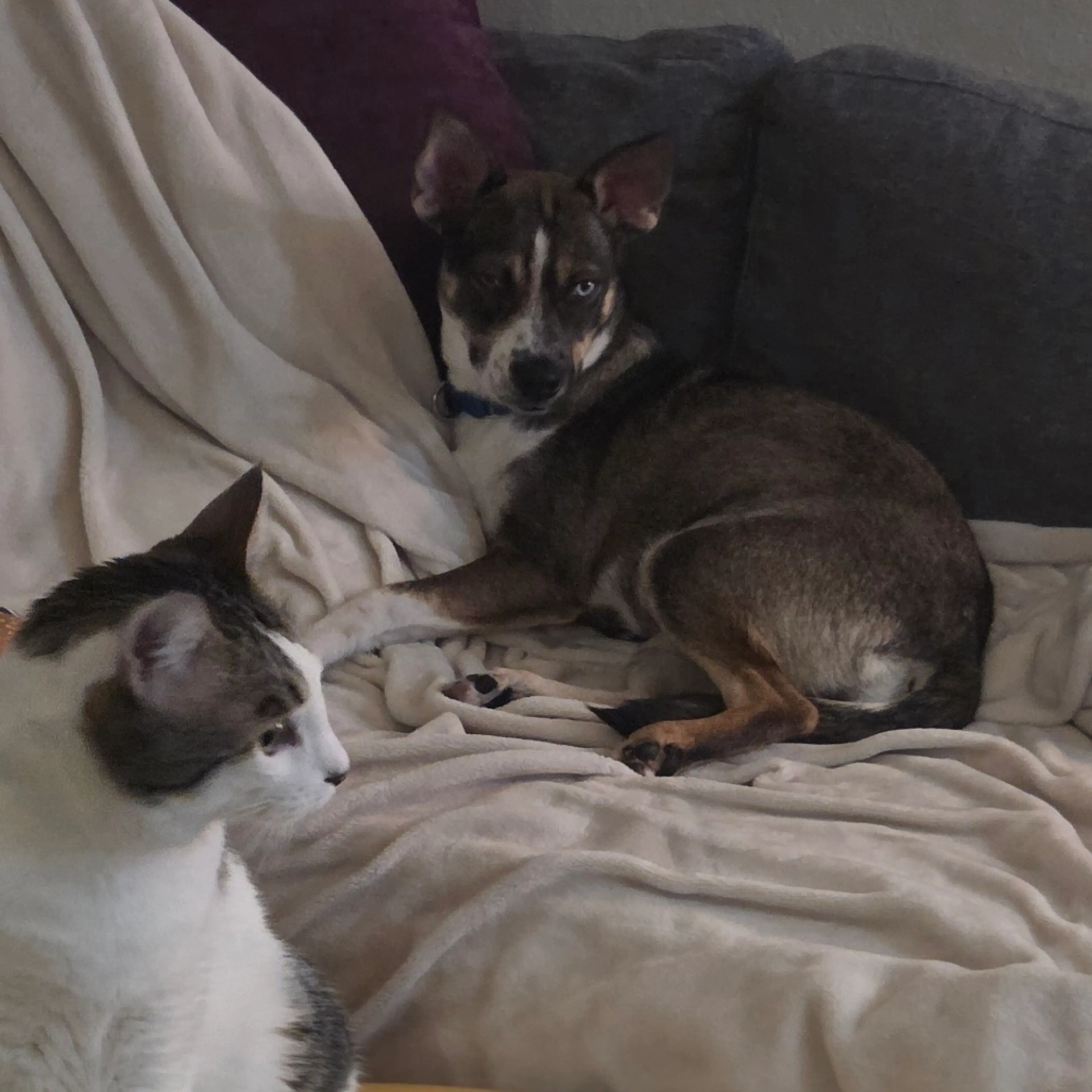 Found pet-6