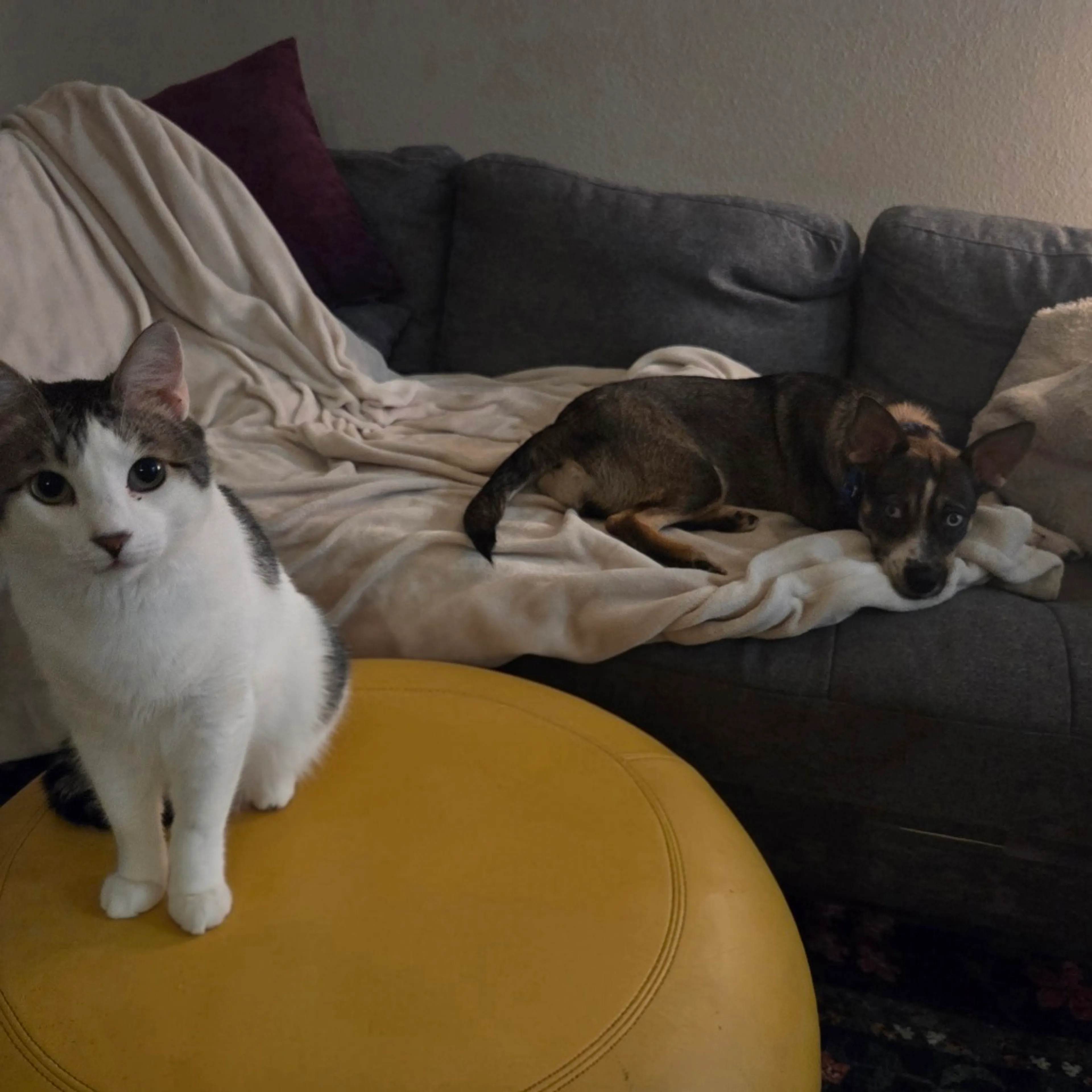 Found pet-7