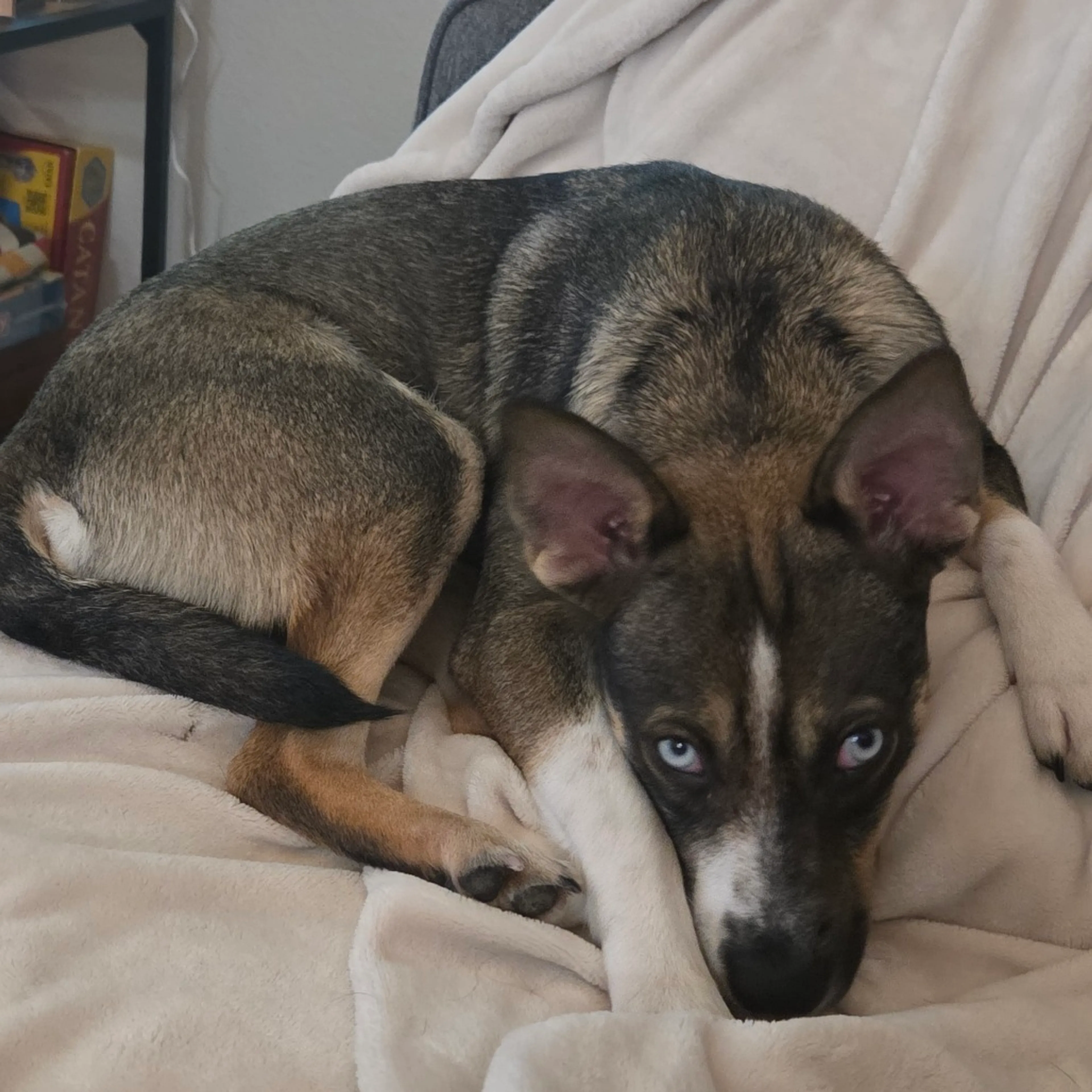 Found pet-11
