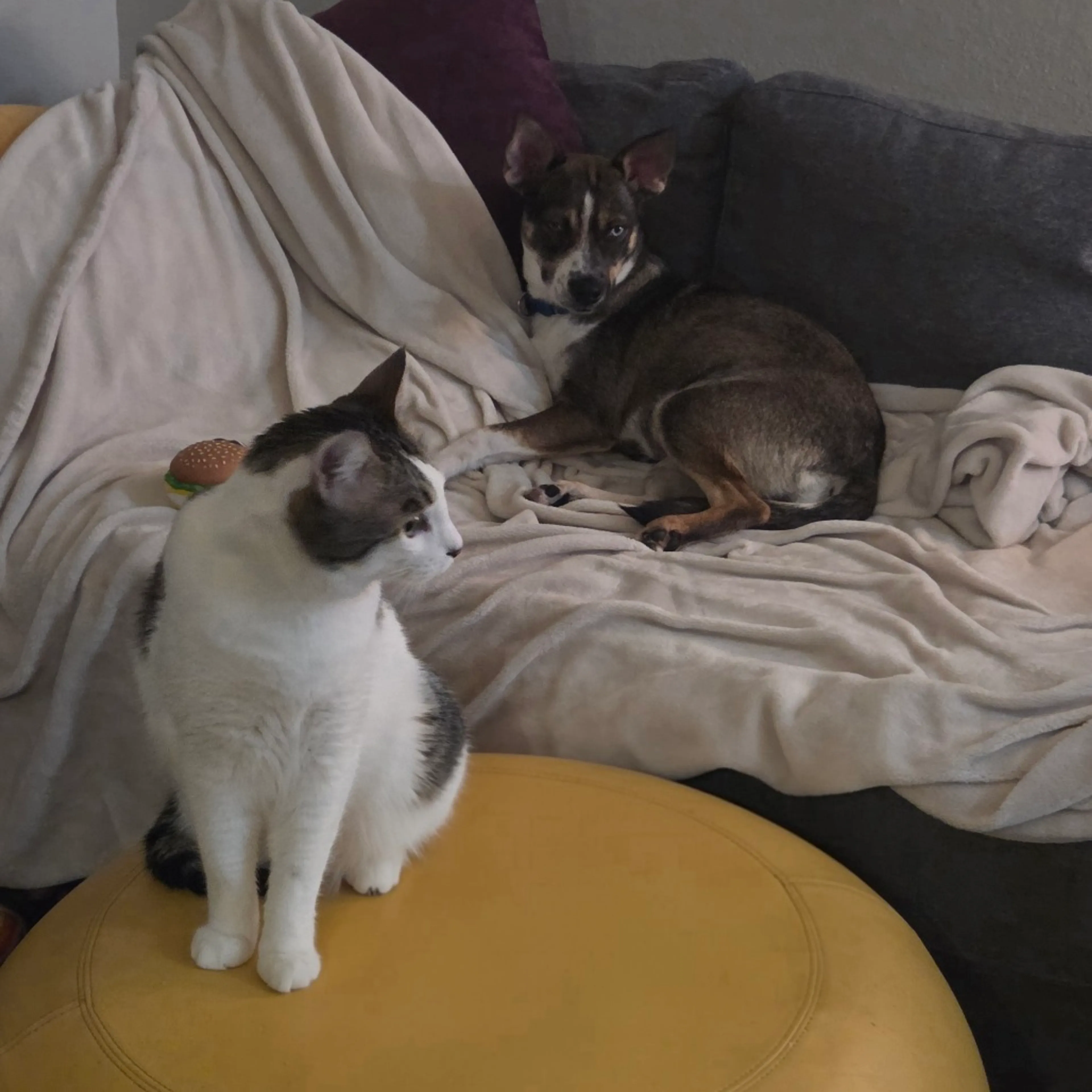Found pet-13