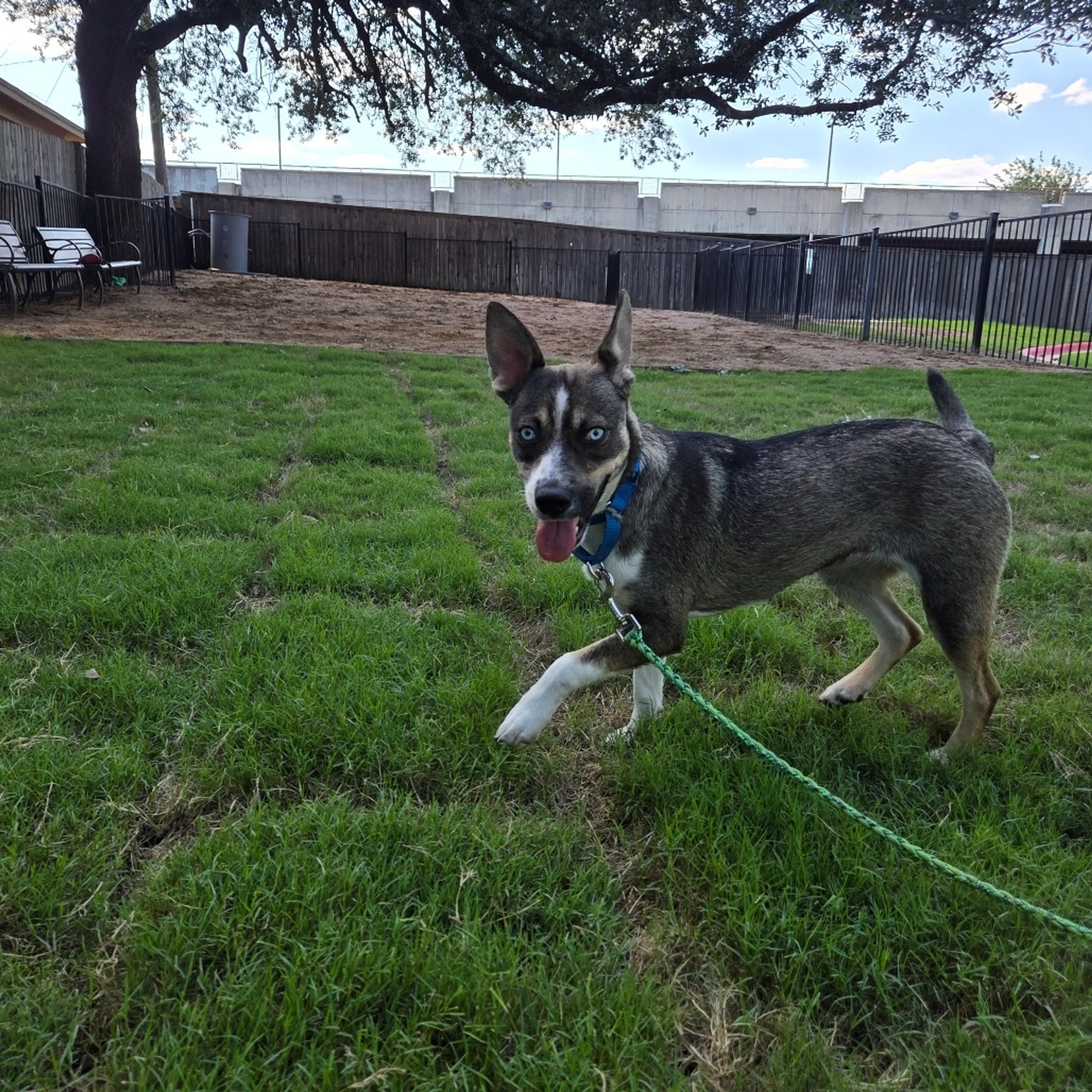 Found pet-9