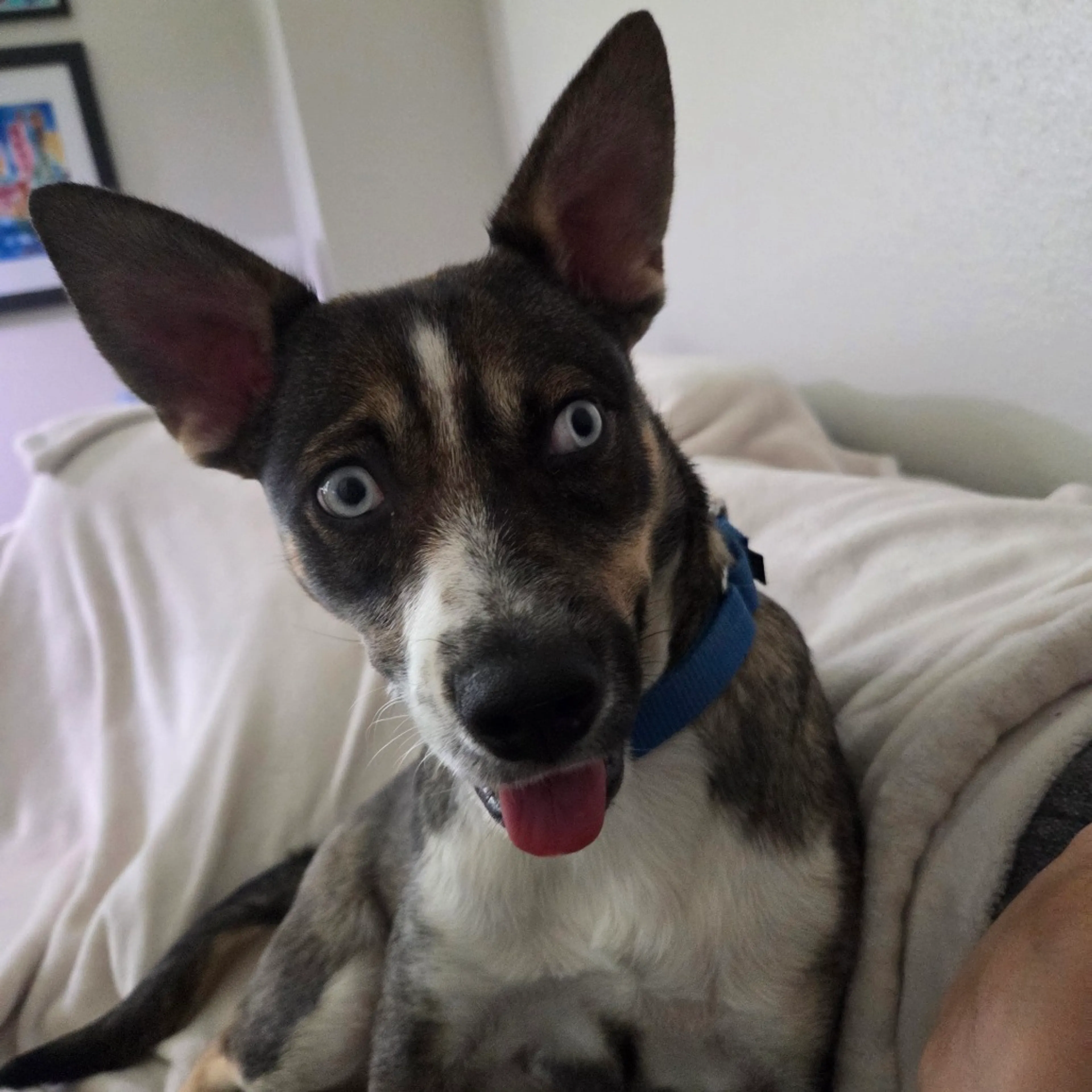 Found pet-8
