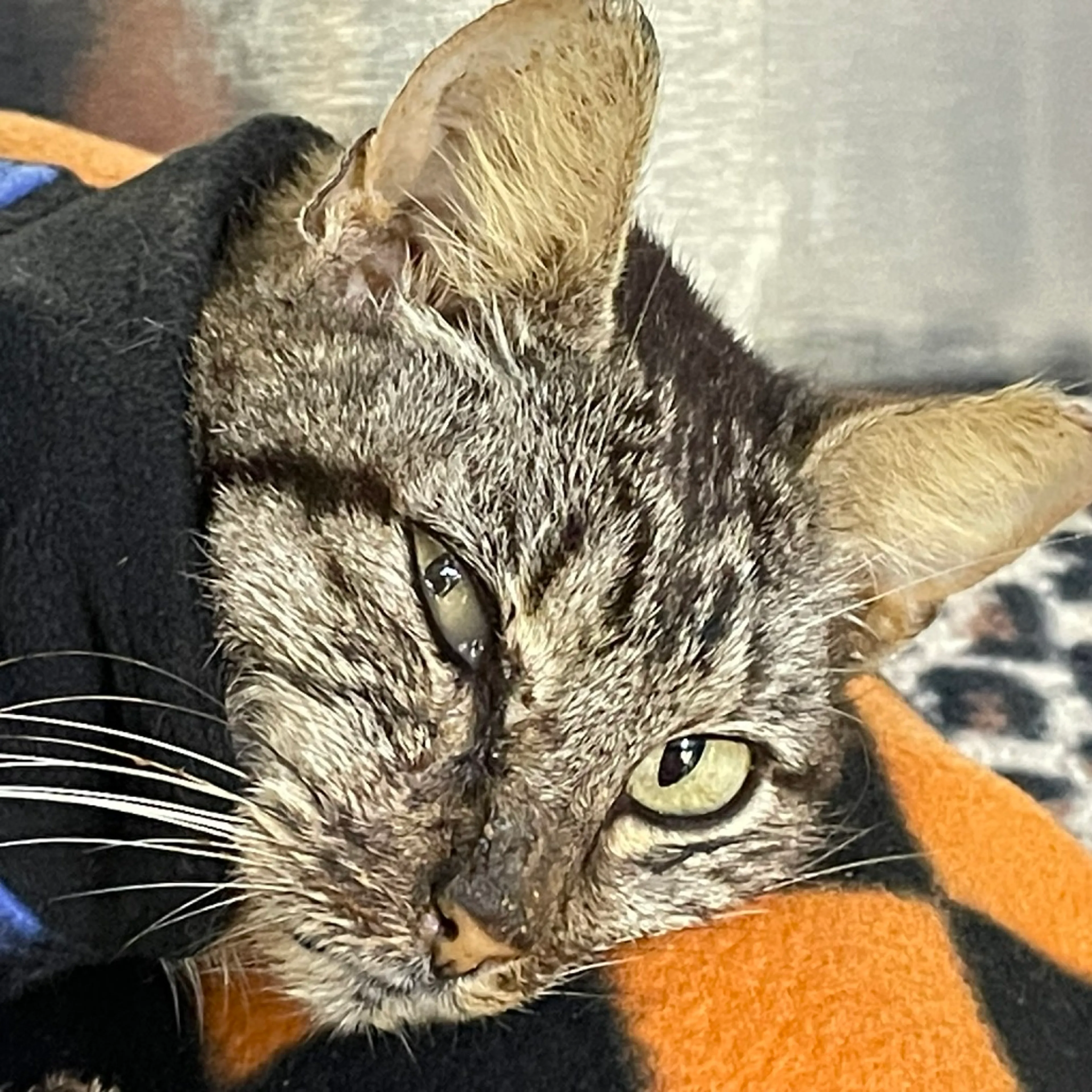 Found pet-1