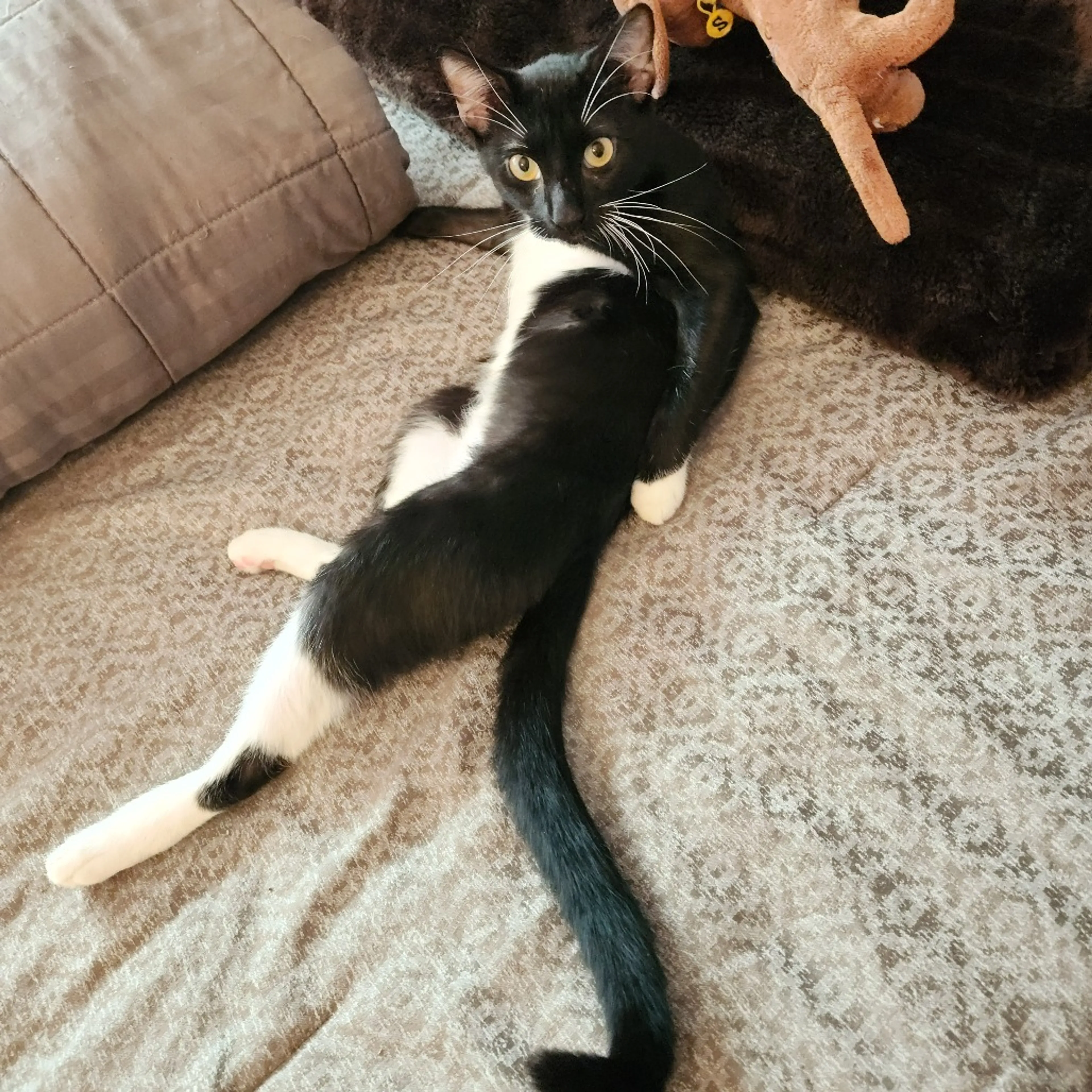 Found pet-1