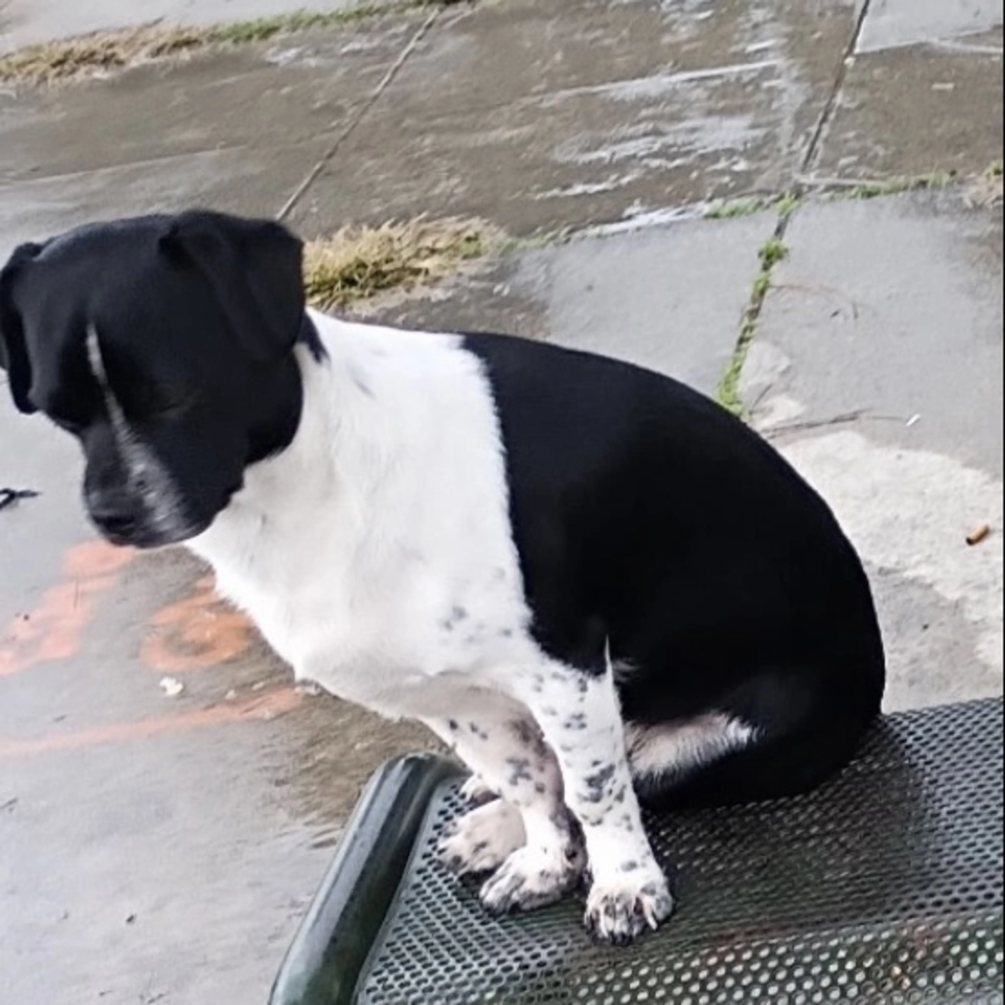 Lost pet
