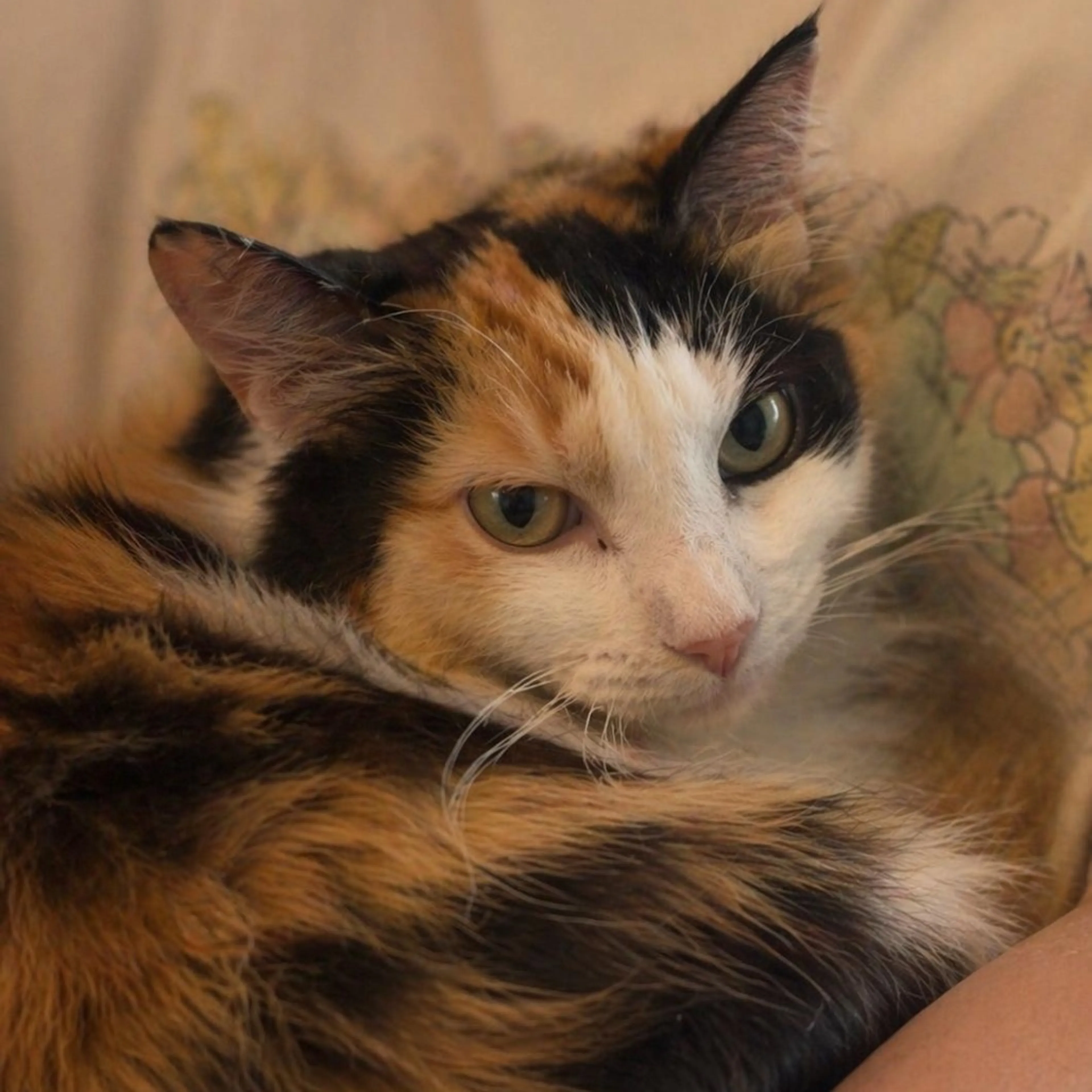 Found pet