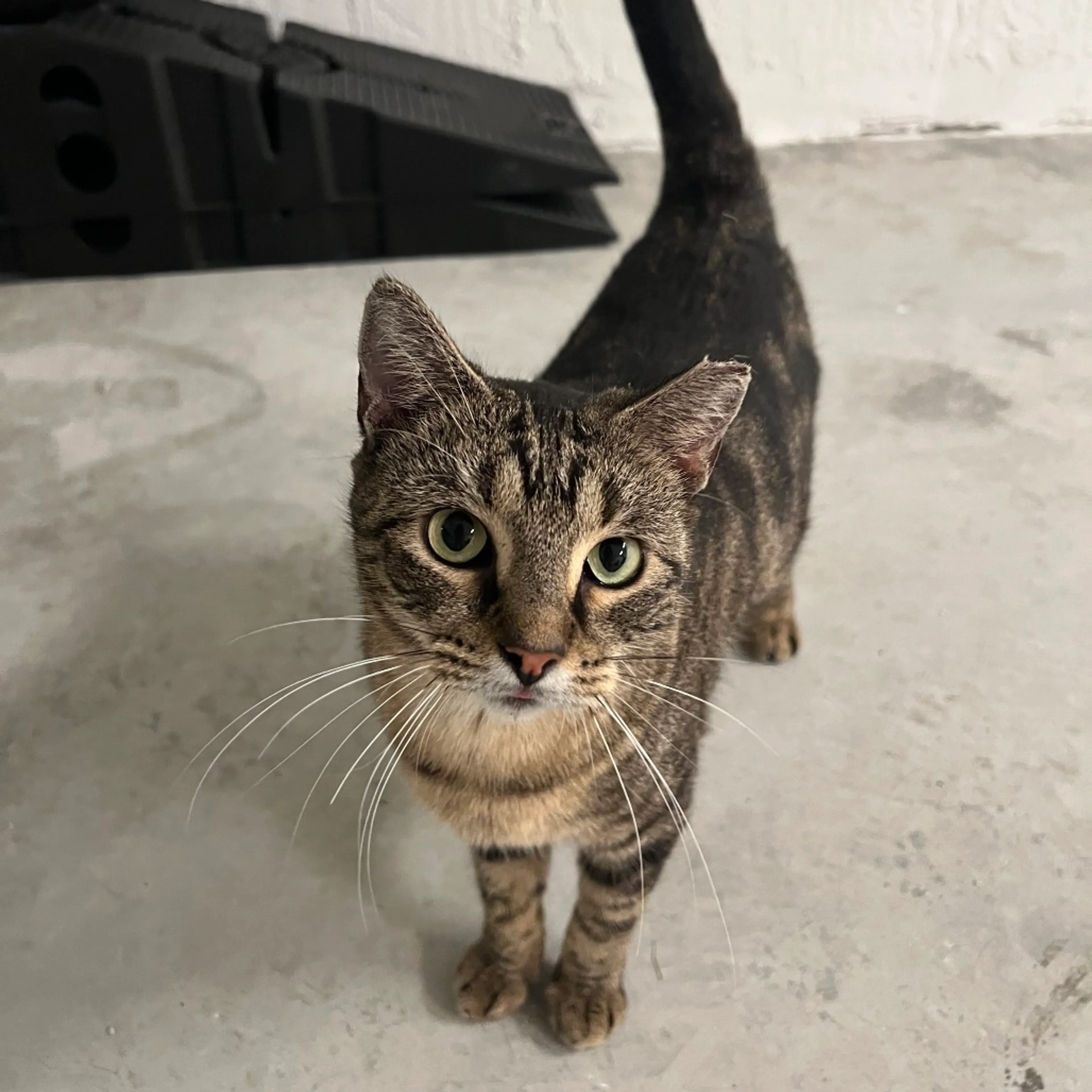 Found pet