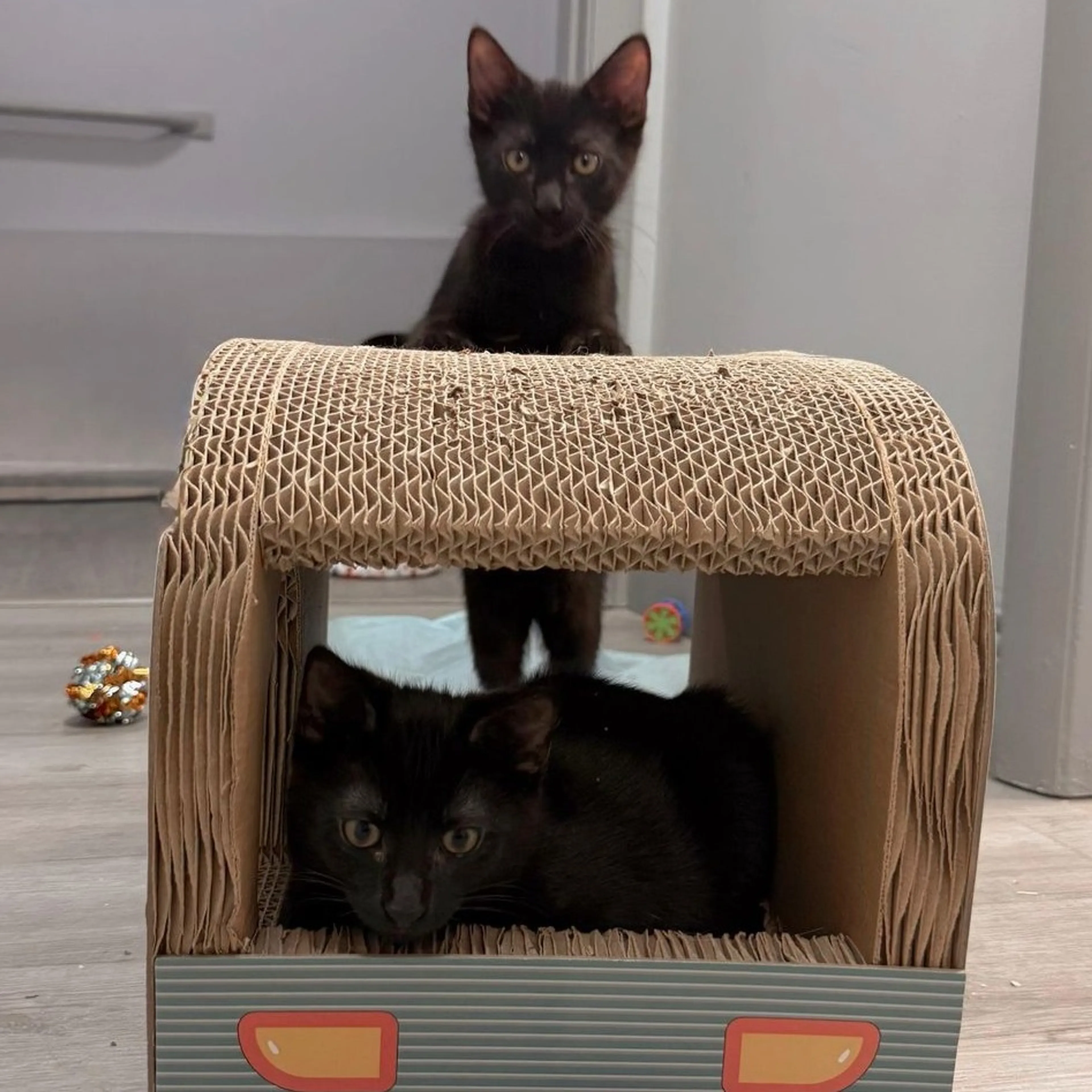 Found pet-1
