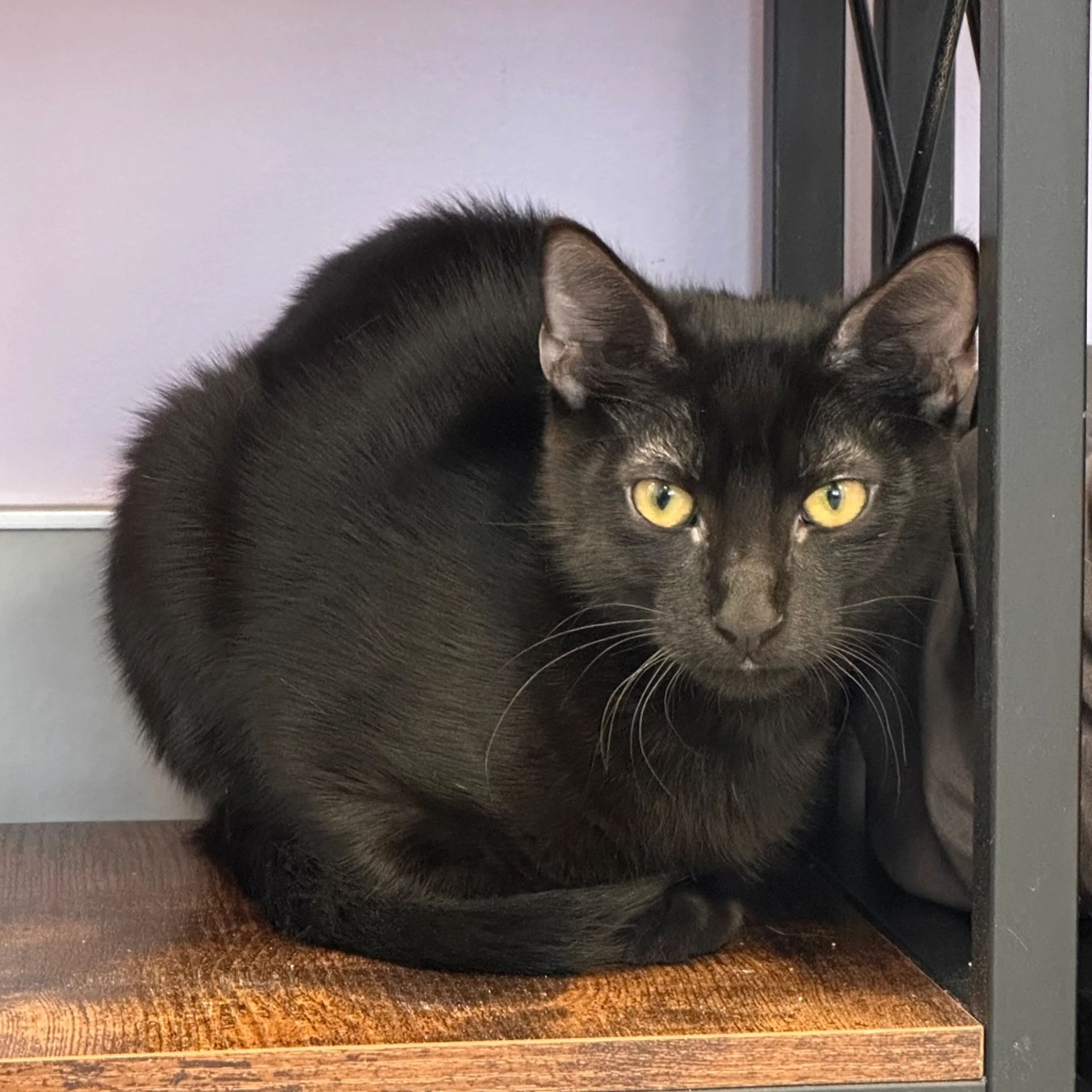 Found pet-2