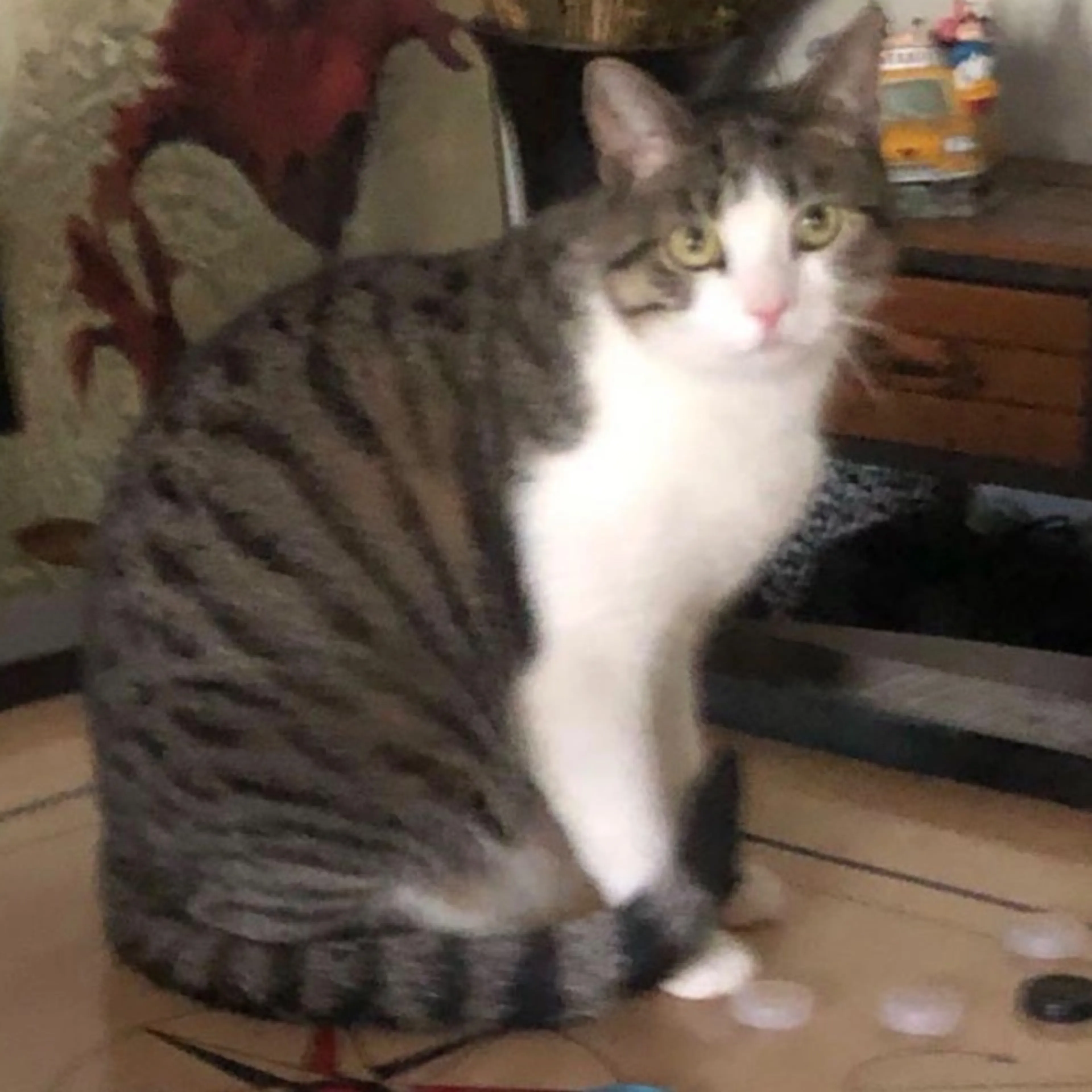 Lost pet