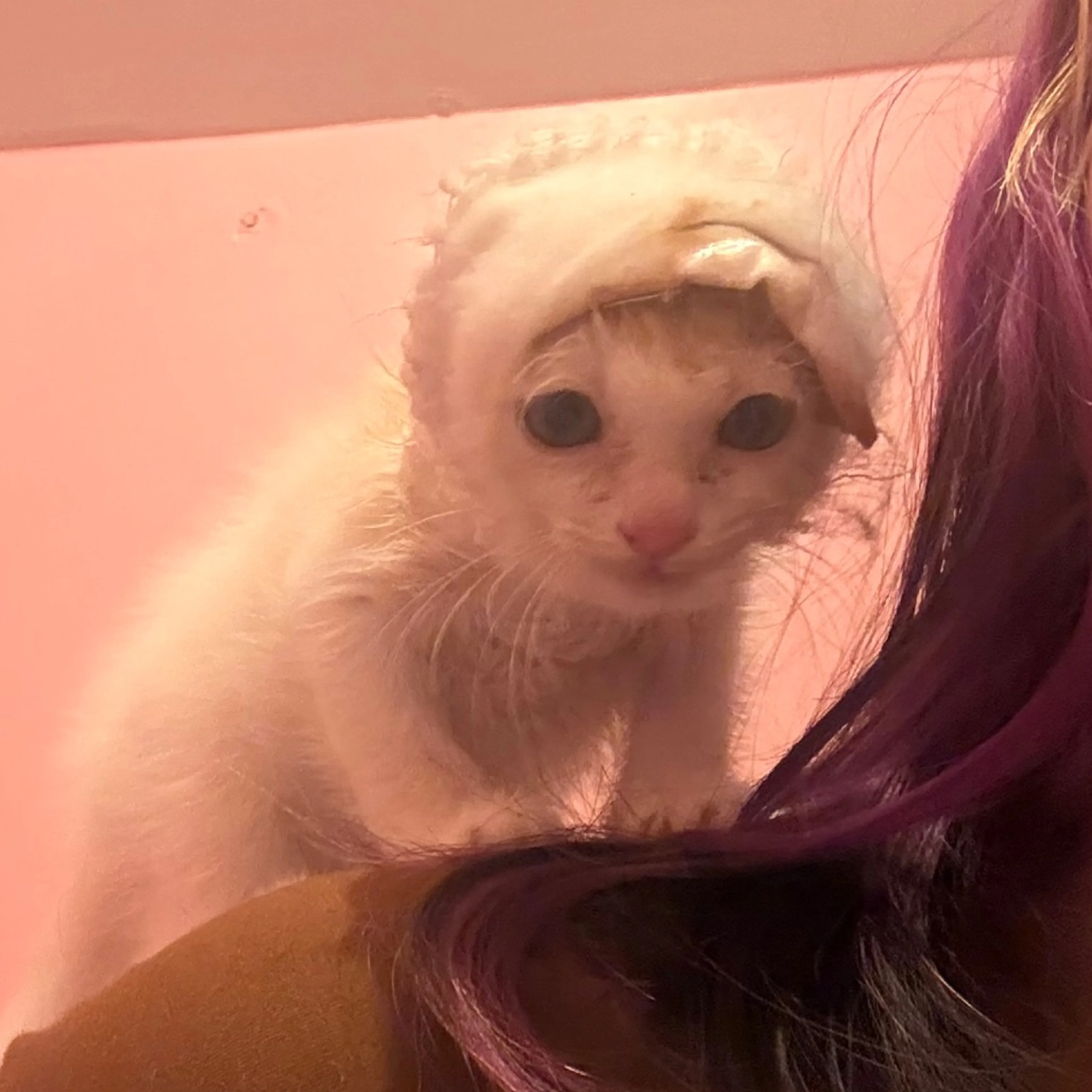 Found pet