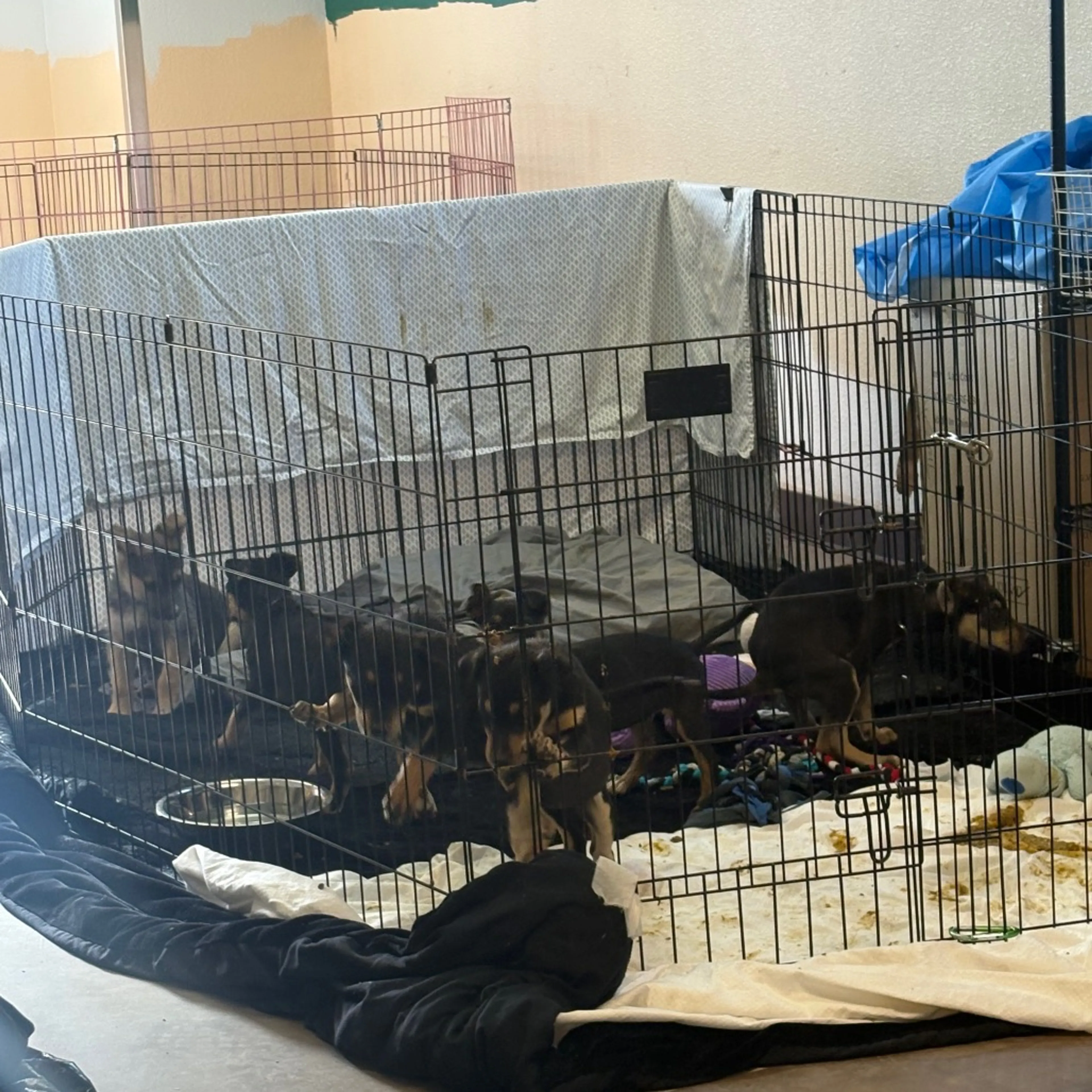 Found pet-1