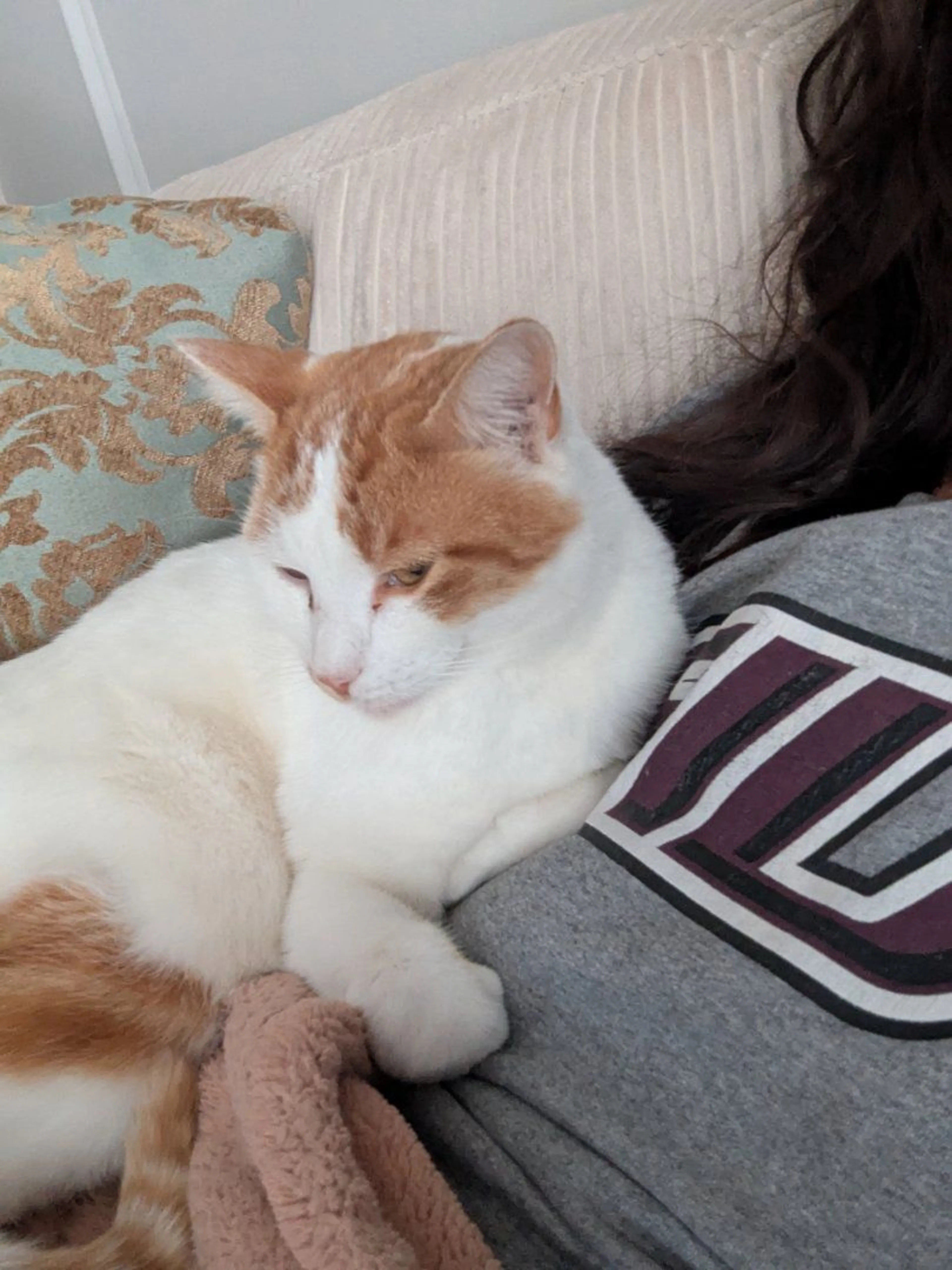 Lost pet-0