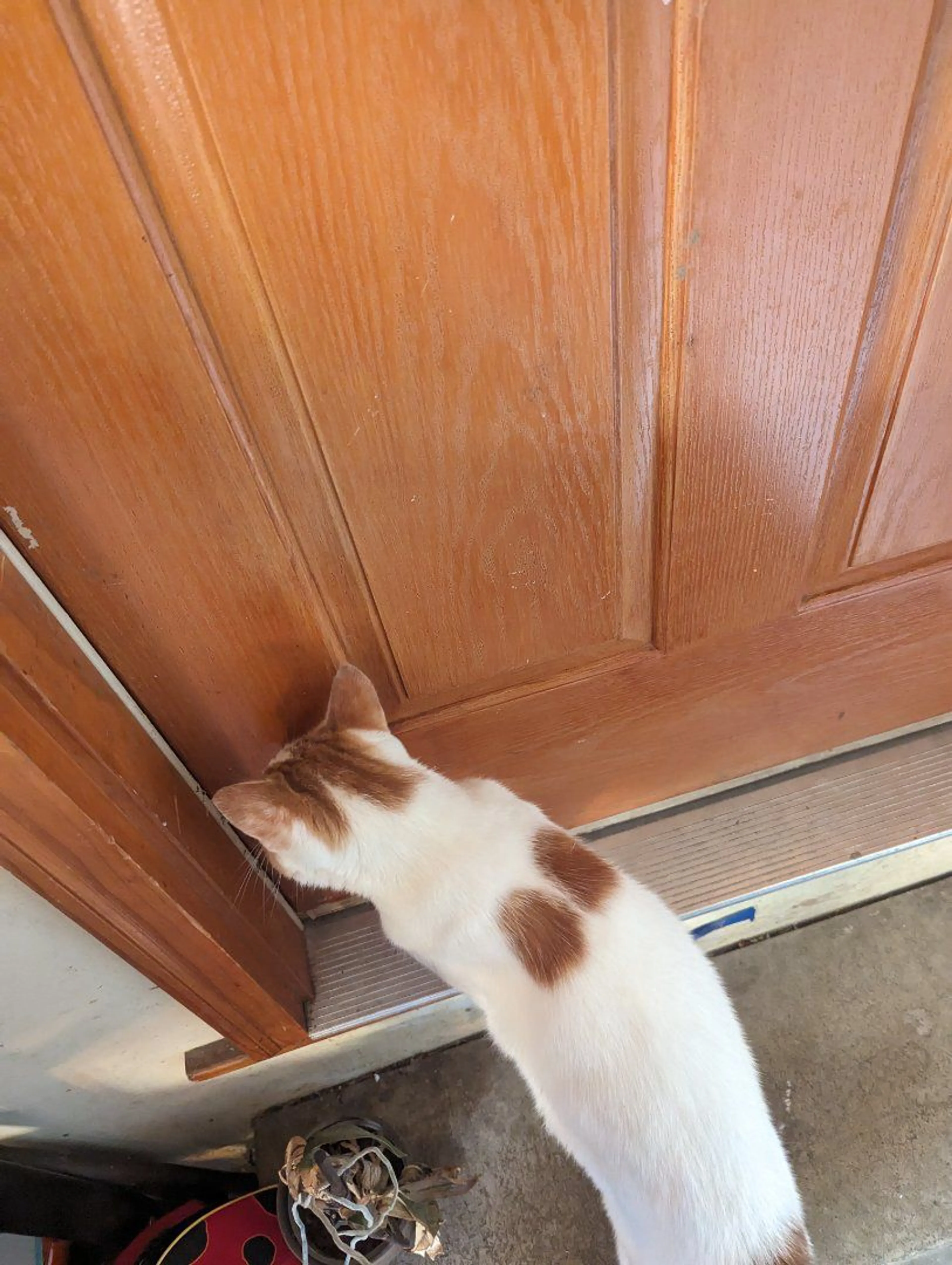 Lost pet-1