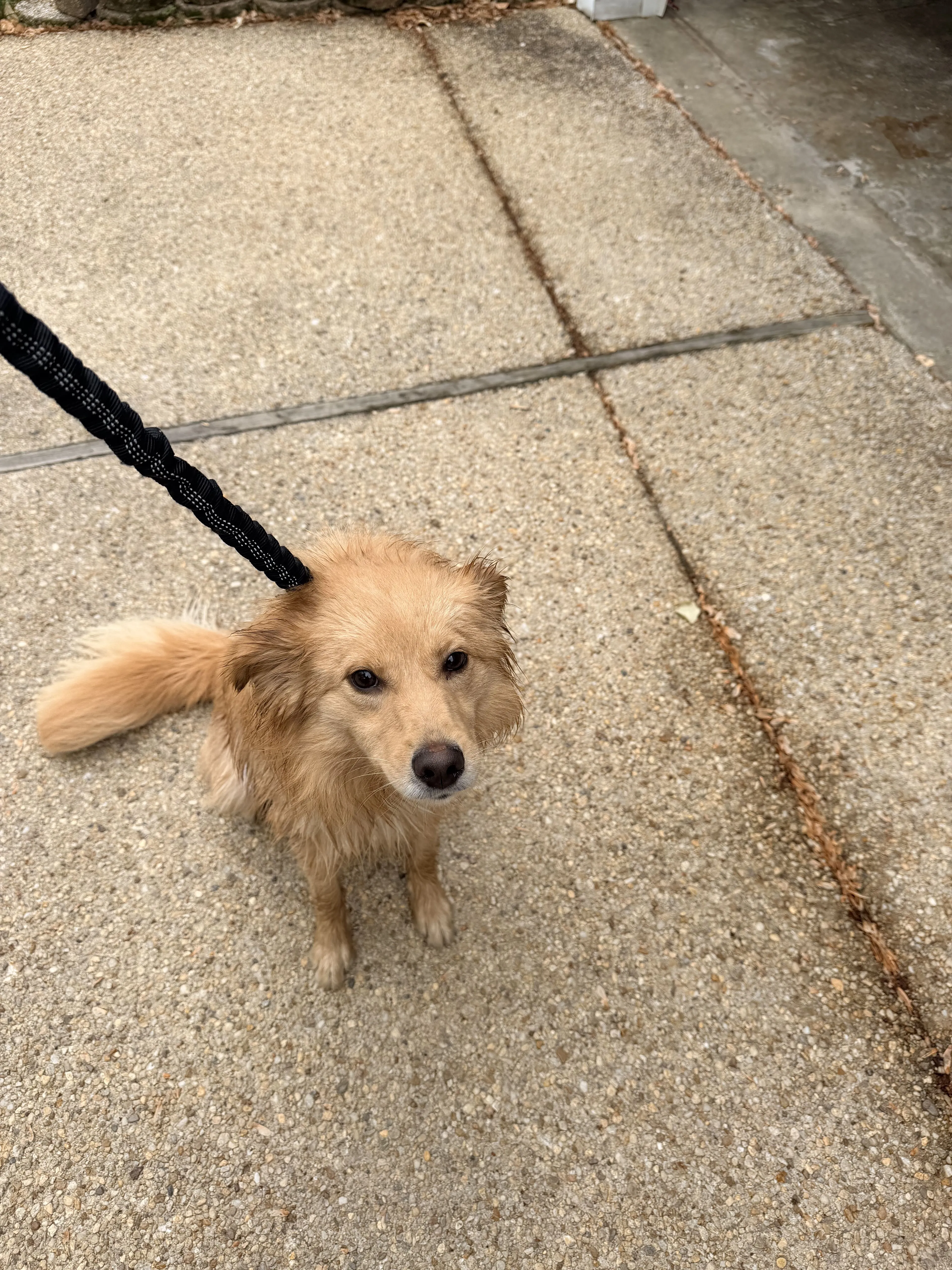 Lost pet-1