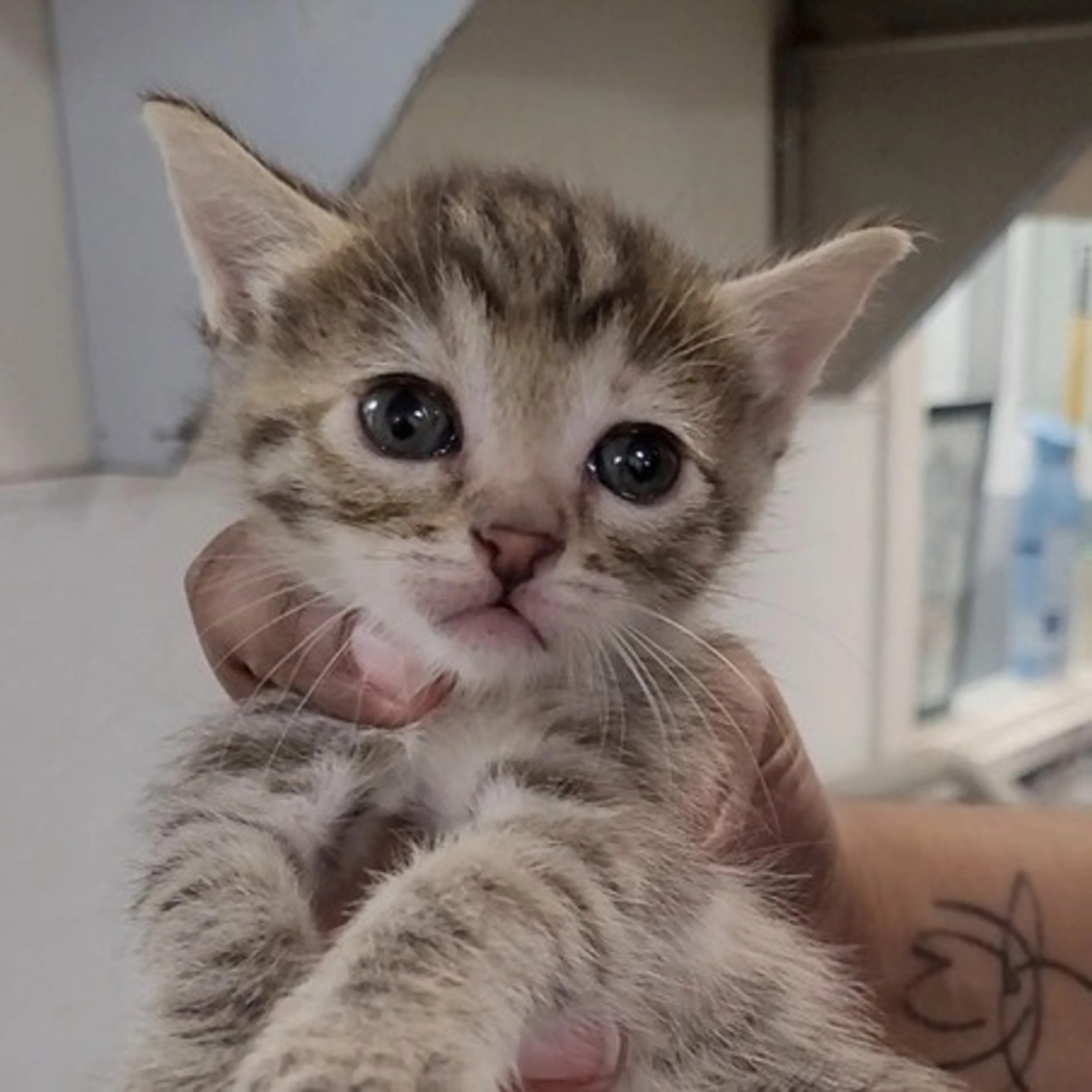 Found pet