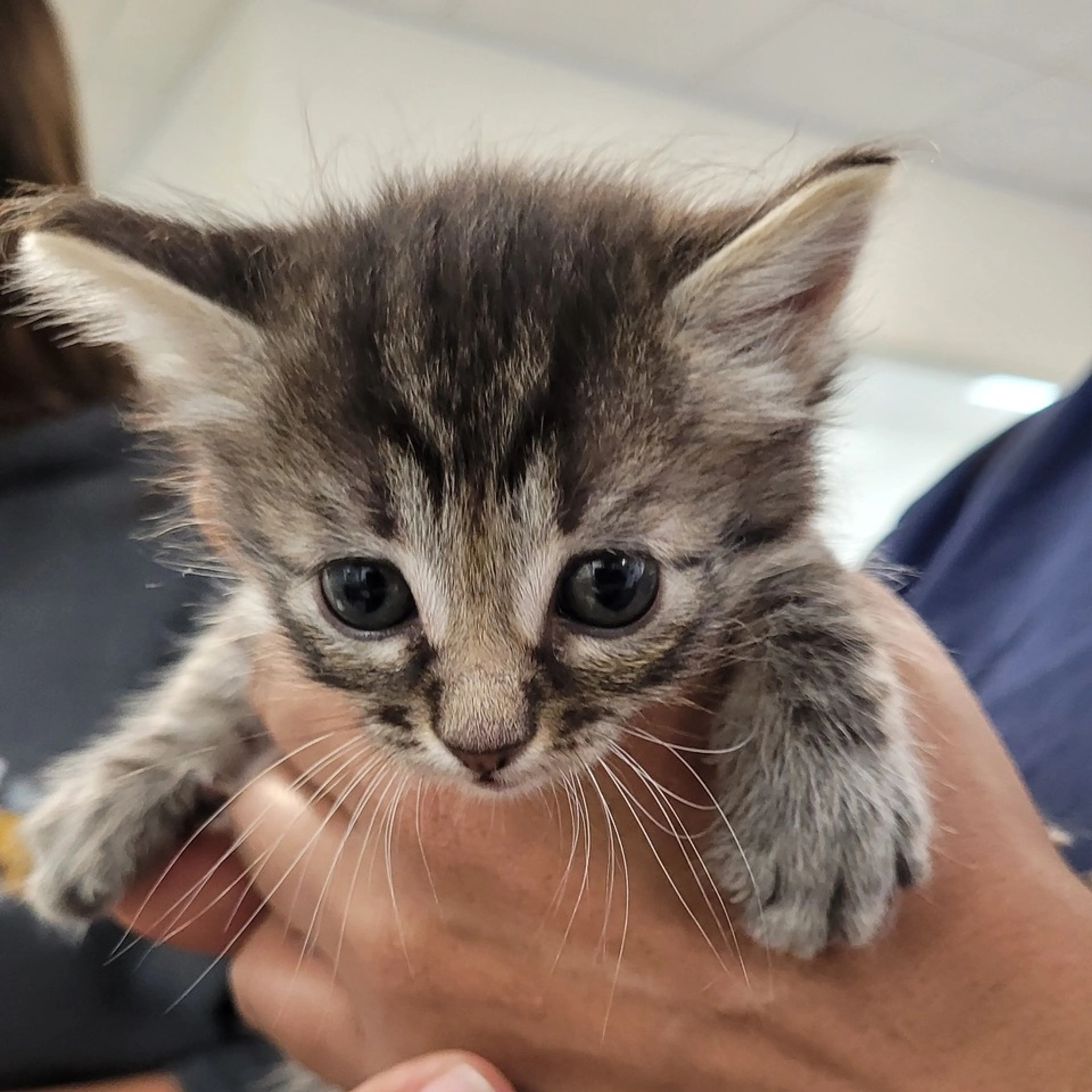 Found pet