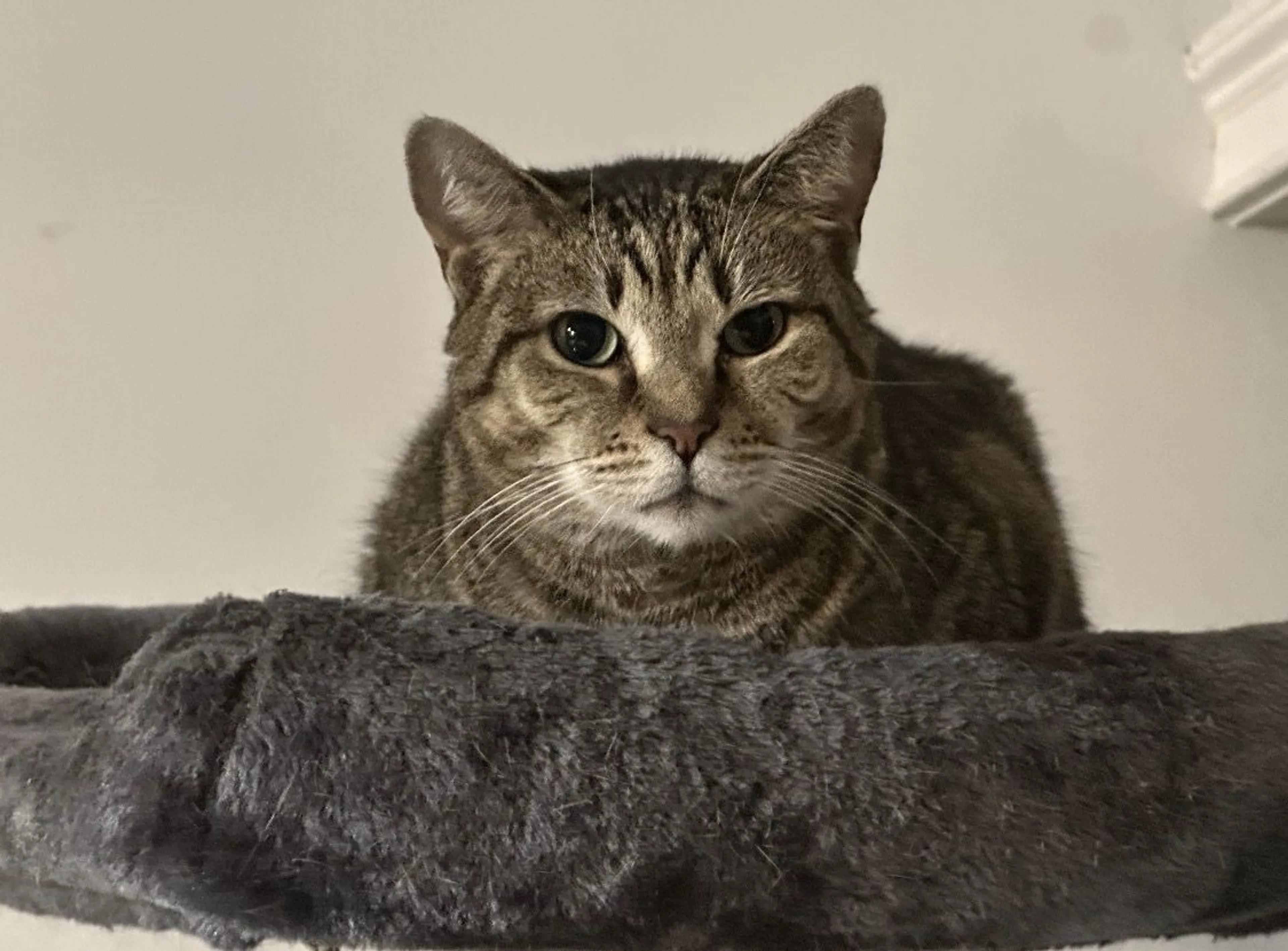 Lost pet-2
